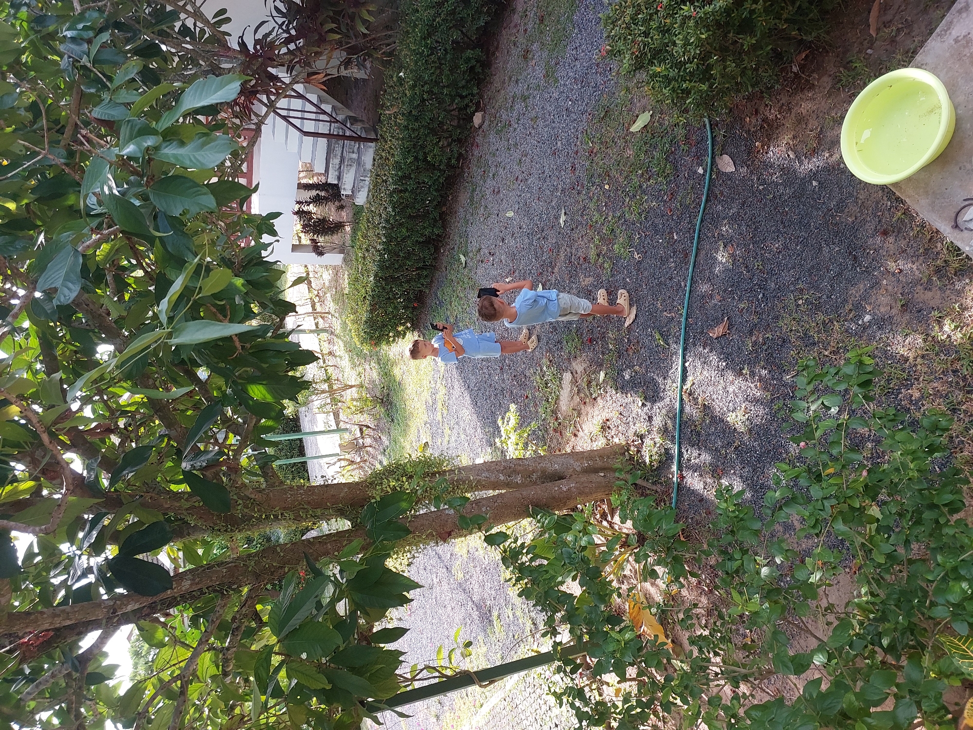 This is a horizontal, medium-shot, eye-level, outdoor, daytime, slightly high-angle photograph of two young boys standing in a gravel-covered yard in Baan Mae Nam, Thailand. A large tree with dense foliage dominates the left and center of the frame, its trunk split into two. Sunlight filters through the leaves, casting dappled shadows on the ground.
The boy on the left, wearing a light blue t-shirt and shorts, is holding a dark-colored smartphone in both hands, seemingly engrossed in its screen. The boy on the right, also in a light blue t-shirt and shorts, is holding a dark-colored object, possibly a phone or small camera, up to his face with his right hand, appearing to be taking a photo or video. Both boys are wearing light-colored sandals.
In the background, to the right of the boys, is a white building with a white staircase leading up to an entrance. A dark green hedge runs horizontally across the mid-ground, separating the gravel area from the building. A green hose lies on the ground in the lower mid-ground, stretching from left to right. In the lower right corner, a bright yellow-green bowl filled with water rests on a concrete surface. The ground is covered with small, dark gray gravel, interspersed with patches of dirt and fallen leaves. Lush green vegetation is visible in the foreground on the left and as a dense hedge in the mid-ground on the right.