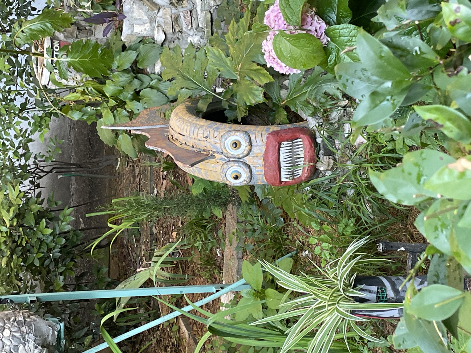 The image depicts an outdoor garden setting, likely in Sochi, Russia, characterized by lush green foliage and a whimsical, hand-crafted fish sculpture. The sculpture, made of wood or similar material, has a large, gaping mouth with sharp white teeth, and wide, blue and yellow eyes, giving it a comical, slightly menacing appearance. It is positioned amidst various plants, including large-leafed hostas and flowering hydrangeas with pink blossoms.
In the foreground, a variegated spider plant in a black planter adds a touch of domesticity to the scene. A light blue metal support structure is visible to the left, suggesting it might be part of a trellis or garden feature. In the background, a stone wall and dense greenery create a naturalistic backdrop. The overall impression is of a creatively decorated garden space, perhaps in a private residence or a public park in Sochi, evoking a playful and slightly surreal atmosphere. There are no people visible in the image.
