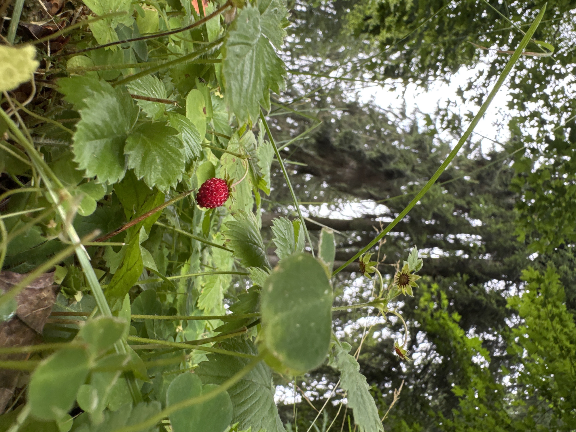 In a lush, green forest floor environment, a single, ripe wild strawberry is prominently displayed, centered in the lower half of the frame. The strawberry is a vibrant red, with visible seeds, and hangs from a thin stem. It is surrounded by numerous green leaves, some of which are large and serrated, characteristic of wild strawberry plants. The background is softly blurred, showing the dense foliage of trees, with tall pine trees visible towards the top. The lighting suggests an overcast day, with soft, diffused light filtering through the canopy. The image was captured in Lendži, Latvia. There are no people or animals visible in the scene.