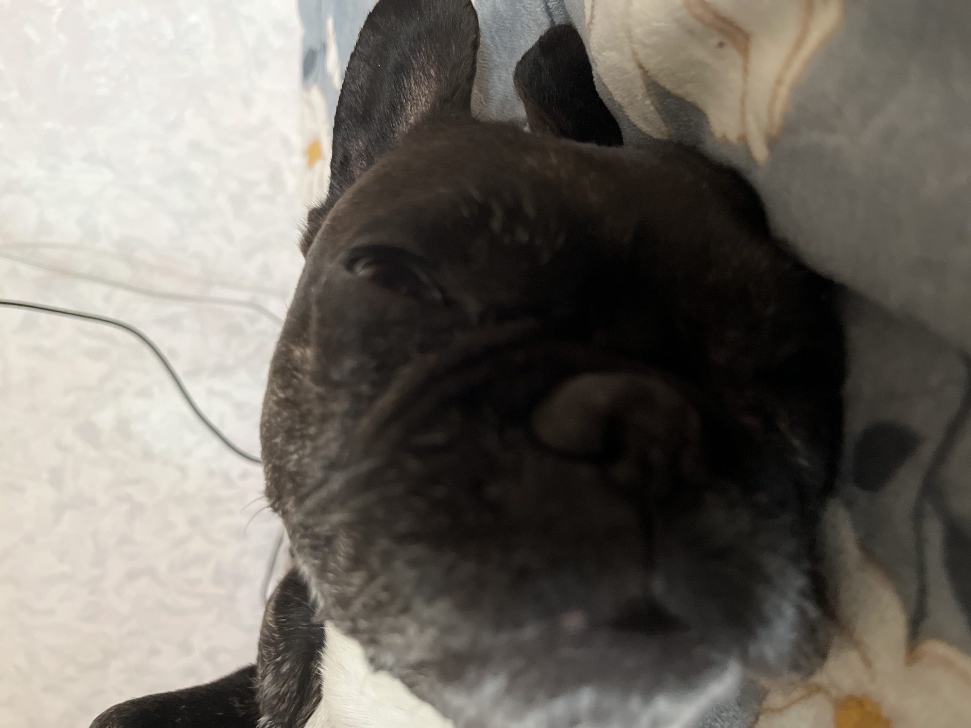 A black French bulldog is lying down on a patterned blanket. The dog's head is close to the camera, and its eyes are closed, suggesting it is asleep. The background is blurred and shows a textured surface and a black cord. The lighting is dim. The scene does not provide any information about the location in the city of Uman, Ukraine.
