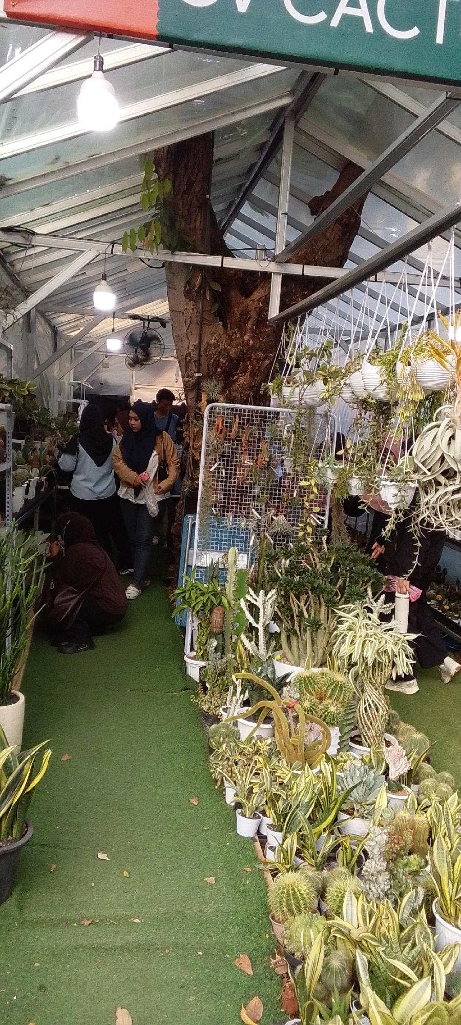 The image depicts an indoor plant nursery, likely a greenhouse, with a glass roof supported by metal beams. A large tree trunk is prominently featured within the space, suggesting it is a mature tree integrated into the nursery's design. The floor is covered with artificial green turf, and various potted plants, primarily succulents and cacti, are displayed. Hanging plants in white pots are suspended from the ceiling. Several people are visible, some browsing the plants and others interacting. One woman in a blue hijab and a light-colored jacket is inspecting plants. Another woman in a brown hijab and jacket is also looking at plants. A man wearing a blue shirt stands further back. The overall impression is of a retail environment focused on selling plants. The text visible on the banner at the top of the image appears to include the word "CACTUS". The presence of specific plant types and the greenhouse structure are indicative of a horticultural business.