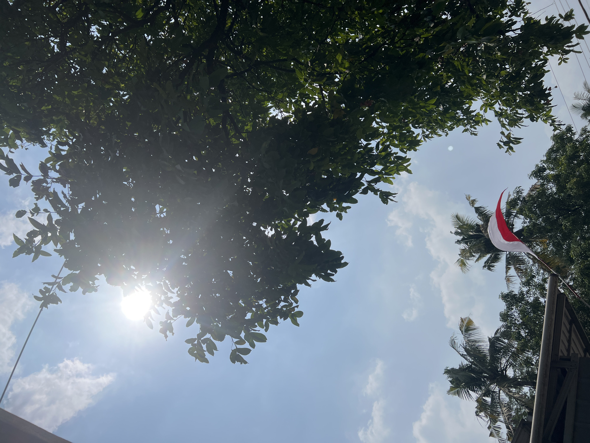 The image depicts a low-angle shot of a bright, sunny sky with some clouds, partially obscured by the dense green foliage of a tree in the foreground. The sun is visible and flares through the leaves, creating a lens flare effect. In the lower left portion of the image, a red and white flag is visible, appearing to be a pennant or part of a larger flag, possibly the Indonesian flag, fluttering against the blue sky. Two palm trees are visible in the mid-ground, behind the foliage and to the left of the flag. The overall scene suggests an outdoor setting, likely in a tropical or subtropical region given the presence of palm trees and lush vegetation. Based on the provided context, the scene is located in Klapanunggal, Indonesia.