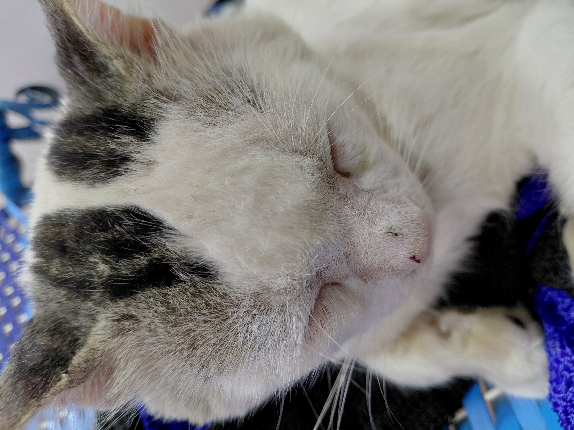A close-up, high-angle shot focuses on a sleeping cat. The cat is mostly white with gray and black markings on its head and ears. Its eyes are closed, and a small reddish spot is visible on its nose. The cat is resting on a surface with blue and black textures, possibly a woven or padded object. The scene appears to be indoors, but the location in Santa Ana, Venezuela is not evident from the image. No people are visible.