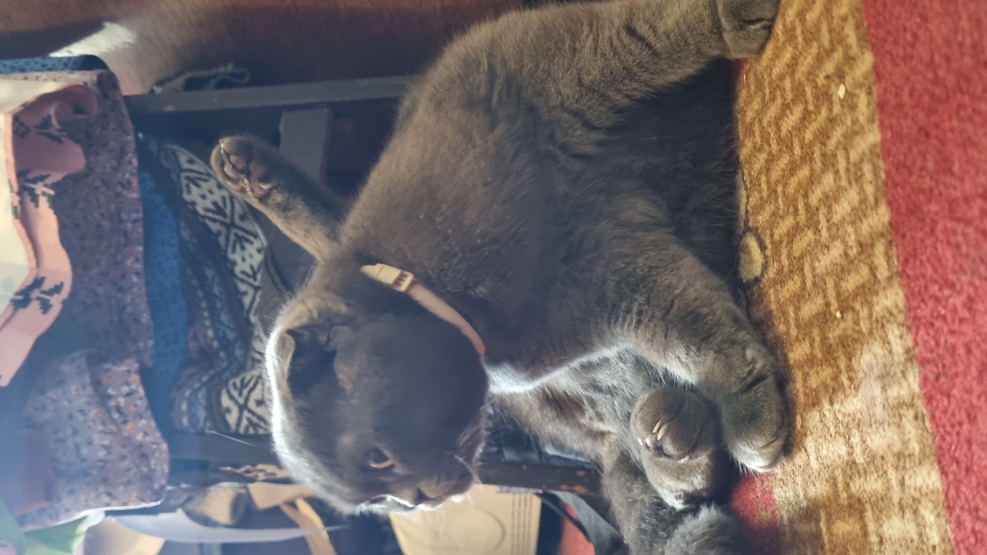 A grey Scottish Fold cat sits on a patterned rug. The cat is wearing a light-colored collar. In the background, there are stacked pieces of fabric and furniture. The scene appears to be indoors.