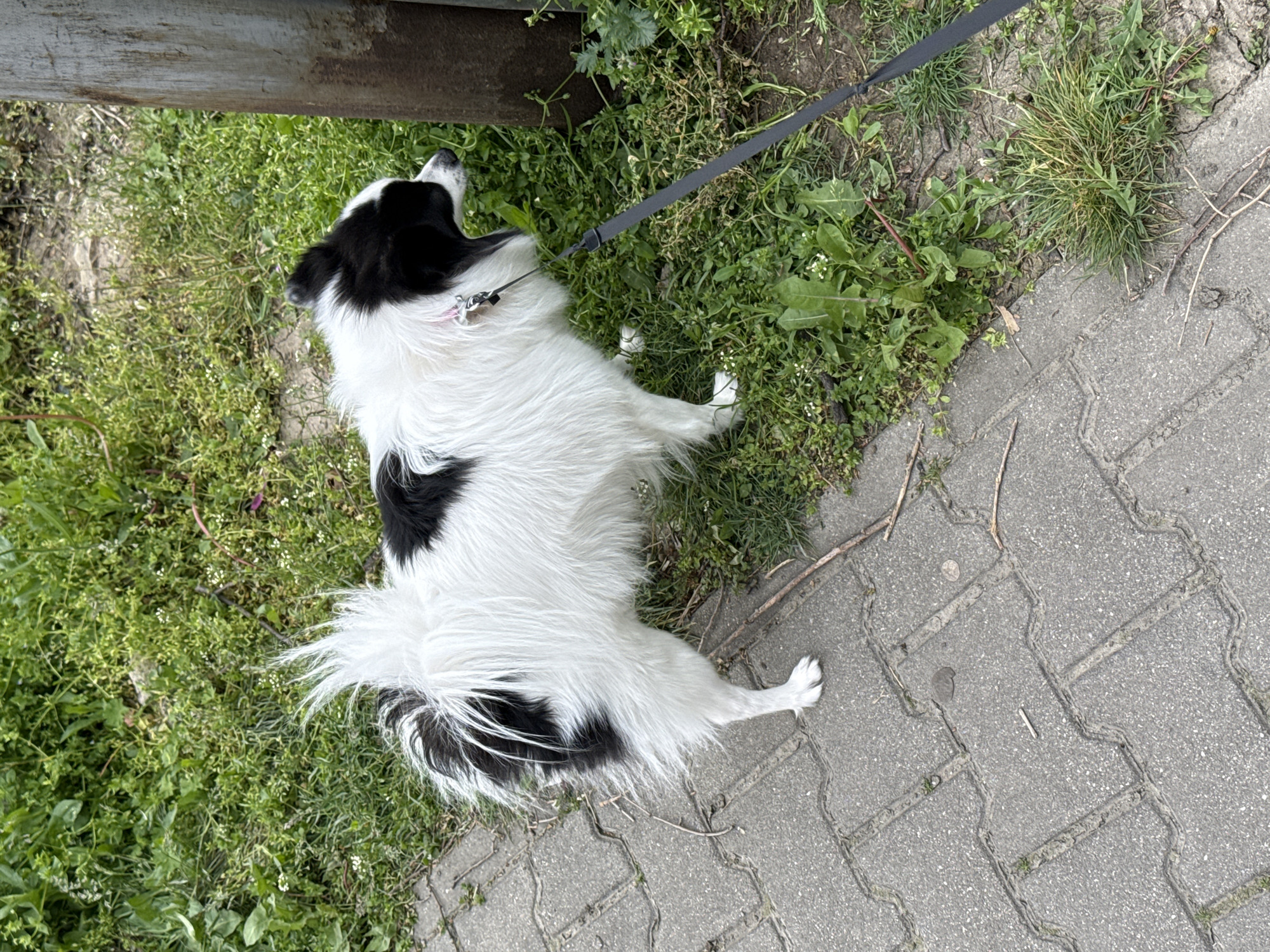 A black and white dog is lying on the grass next to a paved walkway. A black leash is attached to the dog's collar. A wooden structure is adjacent to the dog. The location is presumed to be Stara Zagora, Bulgaria.