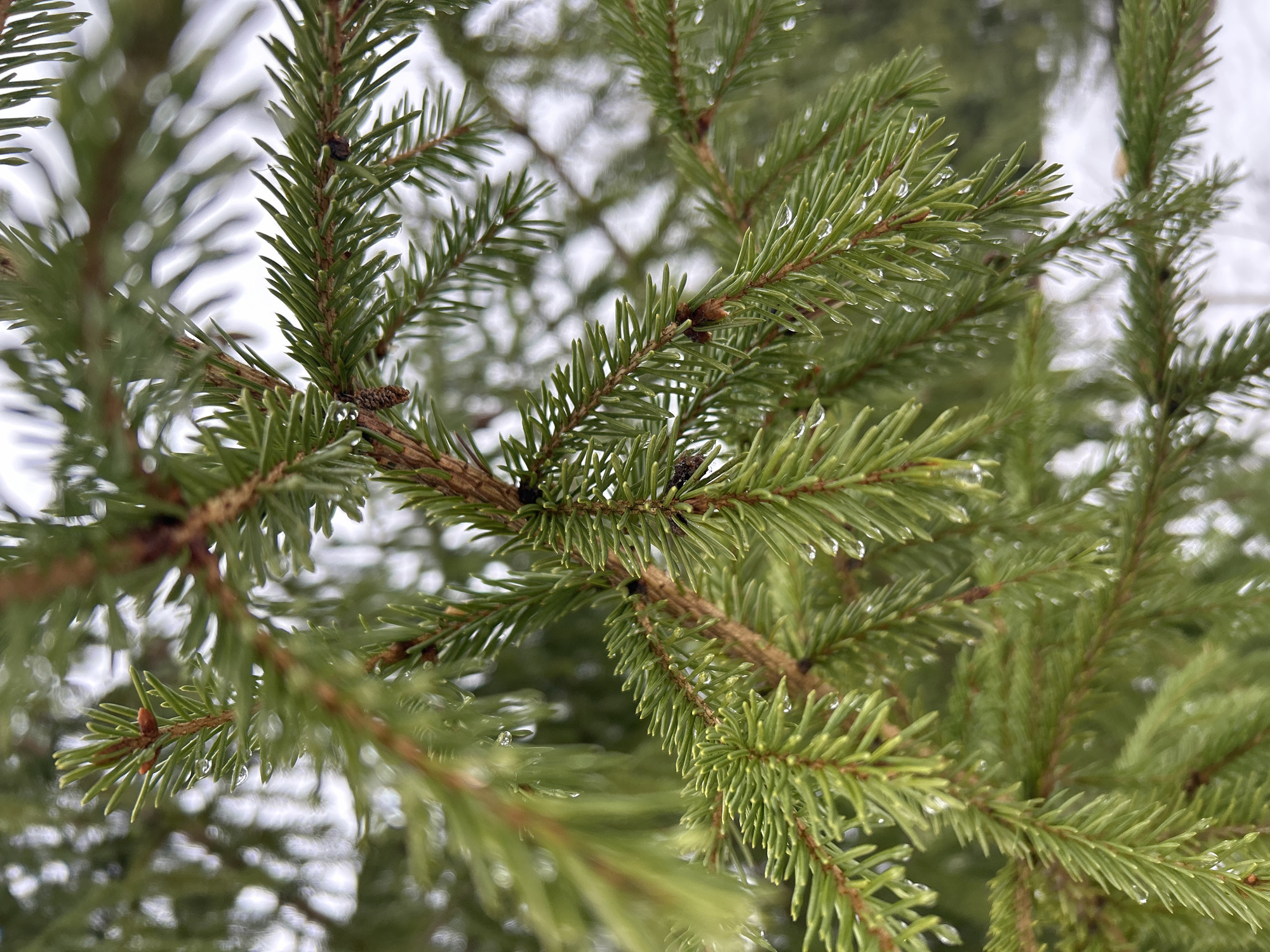 A close-up, low-angle shot shows the branches of an evergreen tree. Water droplets cling to the needles. The background is blurred, suggesting an overcast day. Small brown cones are visible along the branches. The location is Unknown, Unknown.