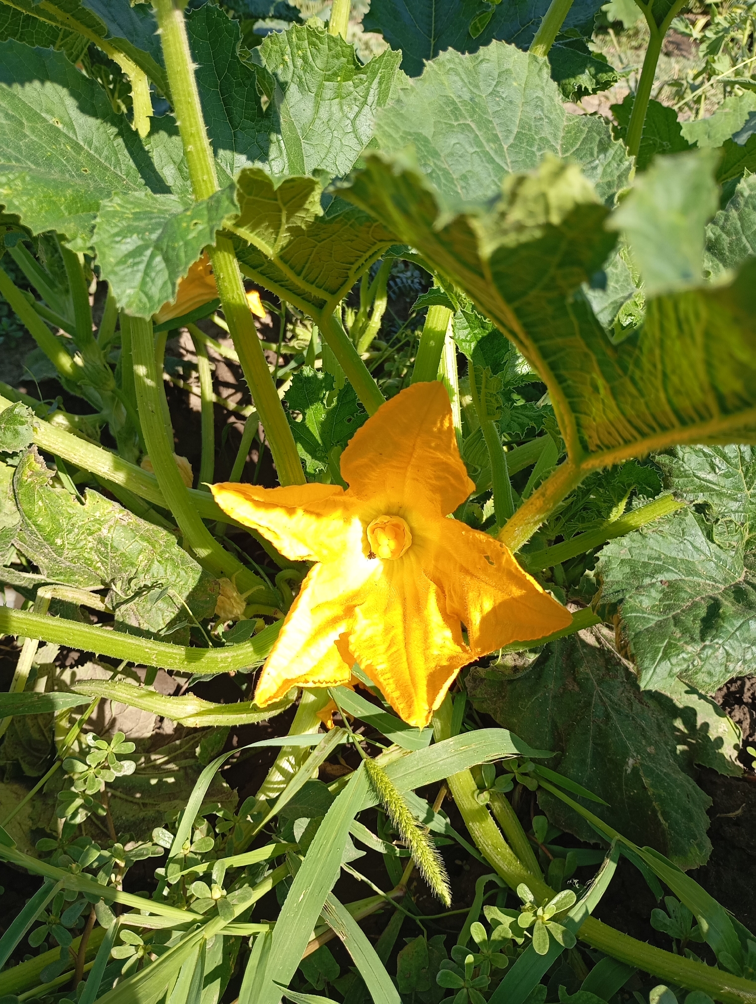 The image shows a vibrant yellow squash blossom in focus, surrounded by large green leaves and thick, fuzzy green stems of the squash plant. The flower has five pointed petals and a prominent yellow center. Sunlight dapples through the leaves, creating shadows on the plant and the dark soil below. Scattered amongst the squash plant's foliage are blades of grass and smaller green weeds. The scene is outdoors, suggesting a garden or farm environment. The provided context states the location is Karagash, Moldova.