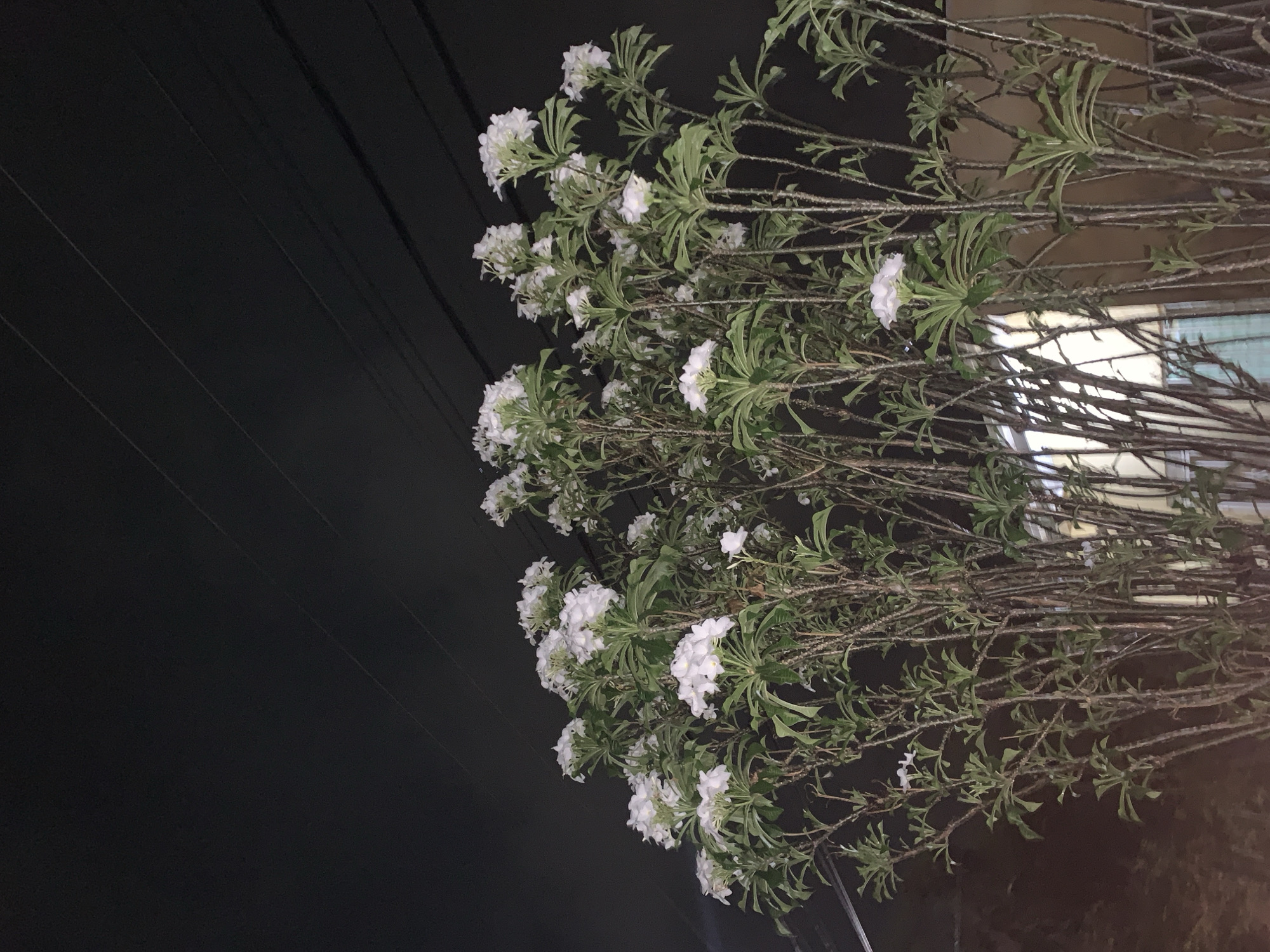 The image displays a close-up, low-angle perspective of a tall, multi-stemmed plant bearing numerous clusters of white flowers against a dark, nocturnal sky in Altagracia, Venezuela. The plant's slender, vertical stems are topped with dense green foliage from which the multi-petaled white blossoms emerge, predominantly in the upper half of the frame. In the upper right quadrant, several dark utility lines are visible, extending diagonally across the black sky. In the background, particularly in the lower left, faint, warm-toned structures, possibly part of a building or wall, are minimally illuminated. No individuals or discernible actions are present in the scene.