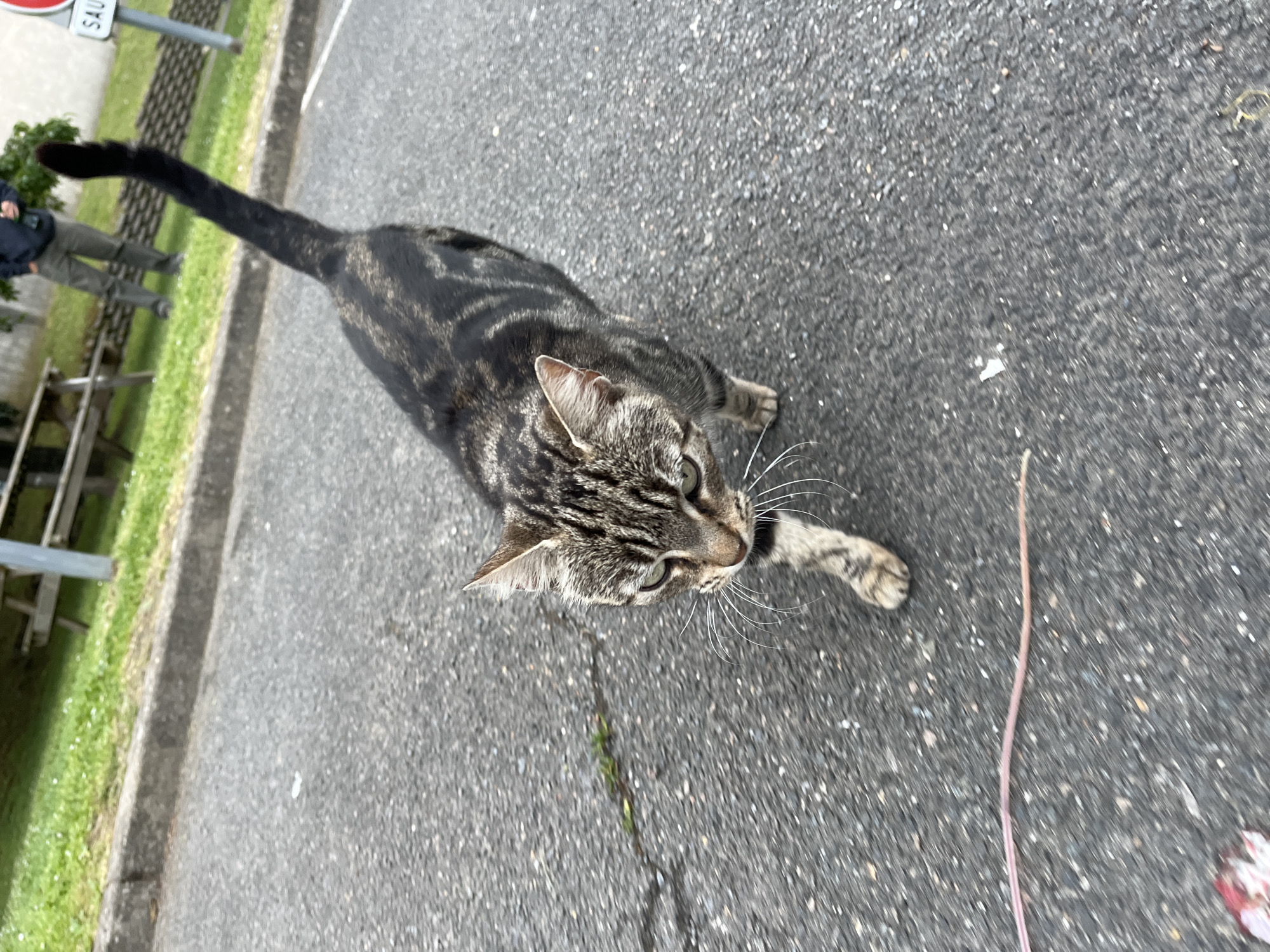 A cat with tabby markings stands on an asphalt road. The road appears to be located in a residential area. A person stands to the left of the frame on a grass verge next to the road. A road sign is also visible. The road crack shows through the asphalt surface. A thin, pink string lies on the right of the frame, in front of the cat. The image was taken in La Ville-du-Bois, France.