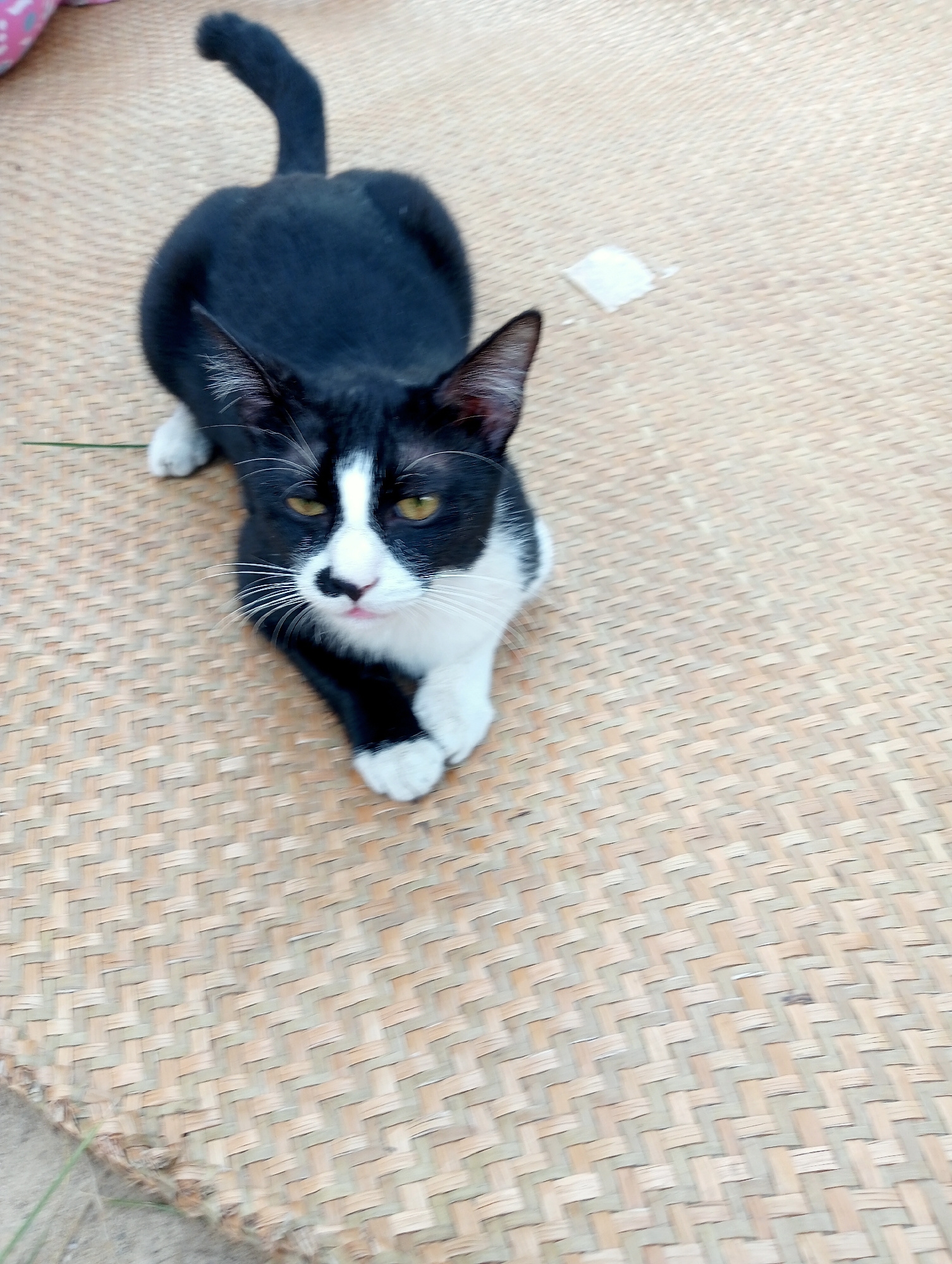 A black and white cat is lying on a woven mat, likely a part of a dwelling or outdoor area, in Kota Negara Timur, Indonesia. The cat is positioned on its side, with its head turned towards the camera, displaying yellow eyes and a white muzzle with a black marking above its nose. Its front paws are tucked neatly underneath its chest, and its tail curves upwards. The mat appears to be made of natural fibers, with a herringbone weave pattern. A small, white object, possibly a piece of paper or debris, is visible on the mat to the right of the cat. The background is blurred, but suggests an outdoor setting with hints of natural elements.