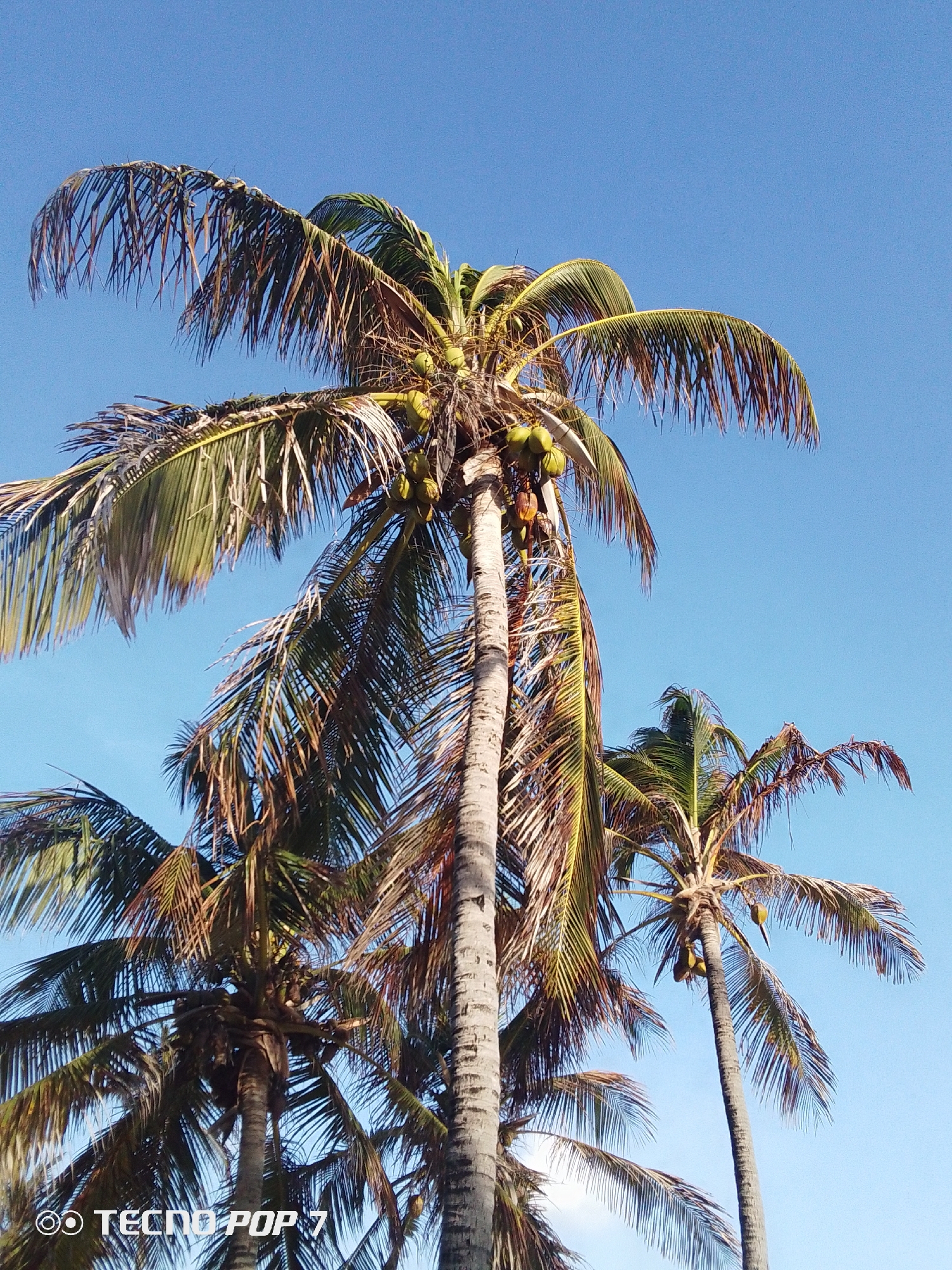 The image captures a cluster of coconut palm trees against a clear, bright blue sky. The trees vary in height and maturity, with some exhibiting more dry, brown fronds than others. Coconuts are visible on several trees. The scene is likely in Pedro González, Venezuela.