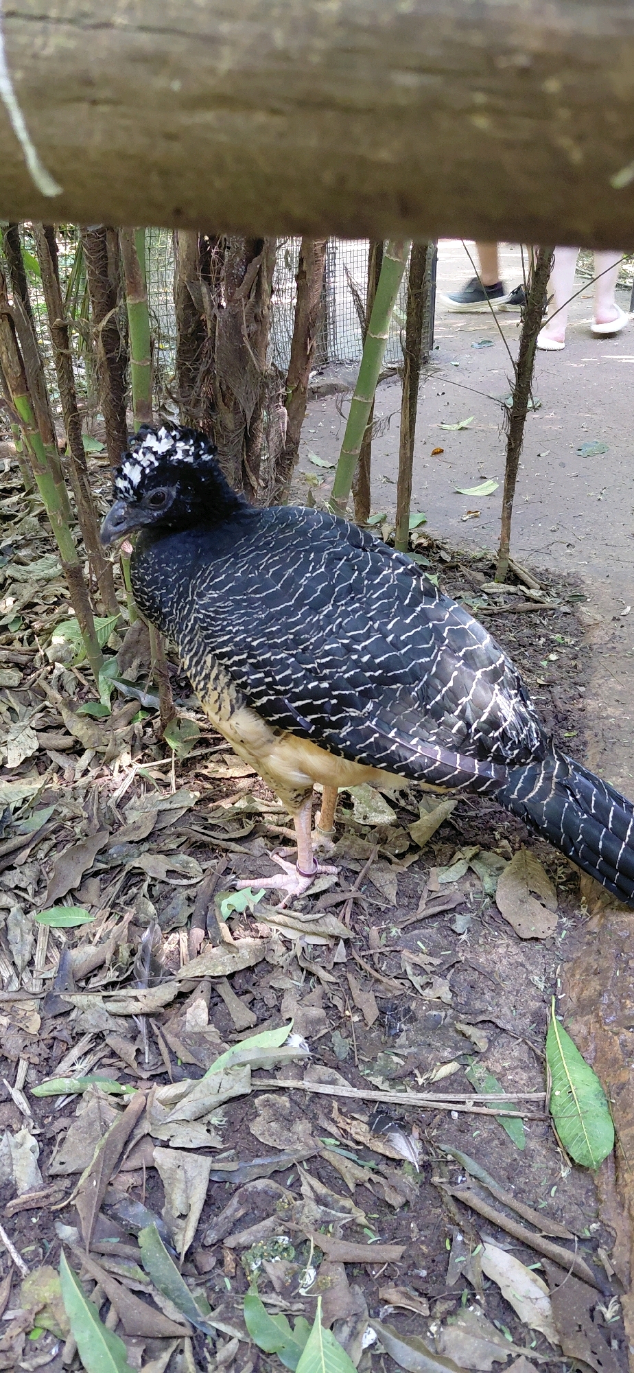 In Foz do Iguaçu, Brazil, a Great Curassow (Crax rubra), a large black bird with distinctive white markings on its head and wings, stands on the ground amidst dry leaves and bamboo stalks. The bird is facing left, with its head slightly turned towards the viewer. The environment appears to be an outdoor enclosure, possibly a zoo or wildlife park, with a wire fence visible in the background and hints of human presence with two individuals' legs and feet in the upper right portion of the frame. One person is wearing dark sneakers, and the other is wearing light-colored flip-flops. The ground is a mixture of dirt, fallen leaves, and some scattered green leaves.