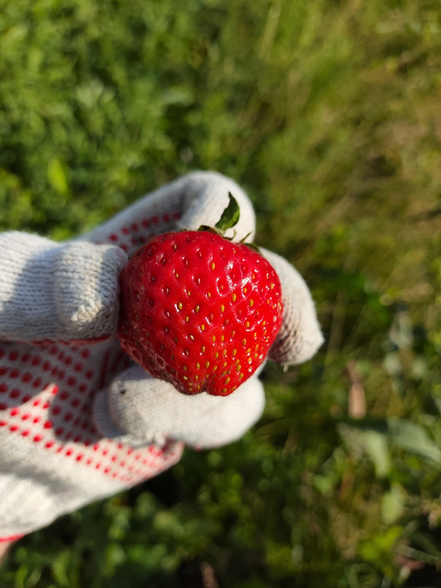 The image shows a person wearing a white gardening glove with red polka dots, holding a ripe, red strawberry. The background is a blurred green field, suggesting an outdoor setting, possibly a garden or meadow. The lighting indicates it is daytime, with sunlight creating highlights on the strawberry. The scene is natural and simple, focusing on the fruit and the hand holding it. There are no visible text elements in the image. The location context of Izhevsk, Russia, suggests this scene could be from a garden during the strawberry season in that region.
