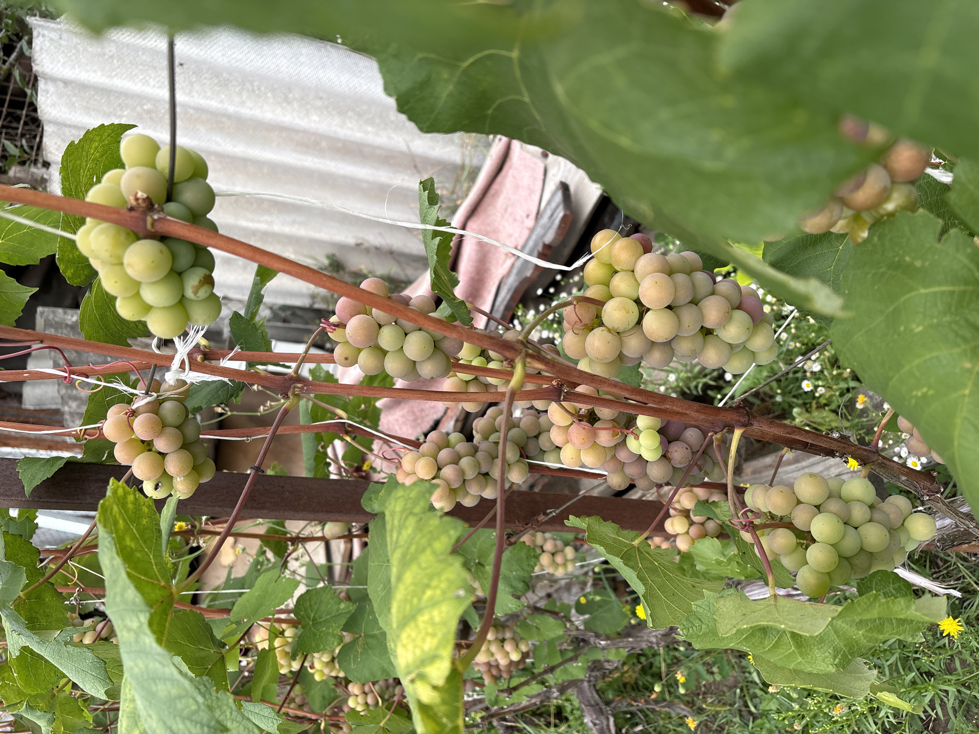 A close-up, vertical shot captures several bunches of green grapes growing on a vine. The grapes are in various stages of ripeness, with some showing a pale green hue and others a slight pinkish-purple blush. The vine has large, green leaves and thin, reddish-brown stems that are supported by a metal pole. In the background, there are hints of a fence, some corrugated roofing material, and scattered vegetation. The overall setting suggests an outdoor vineyard or garden.