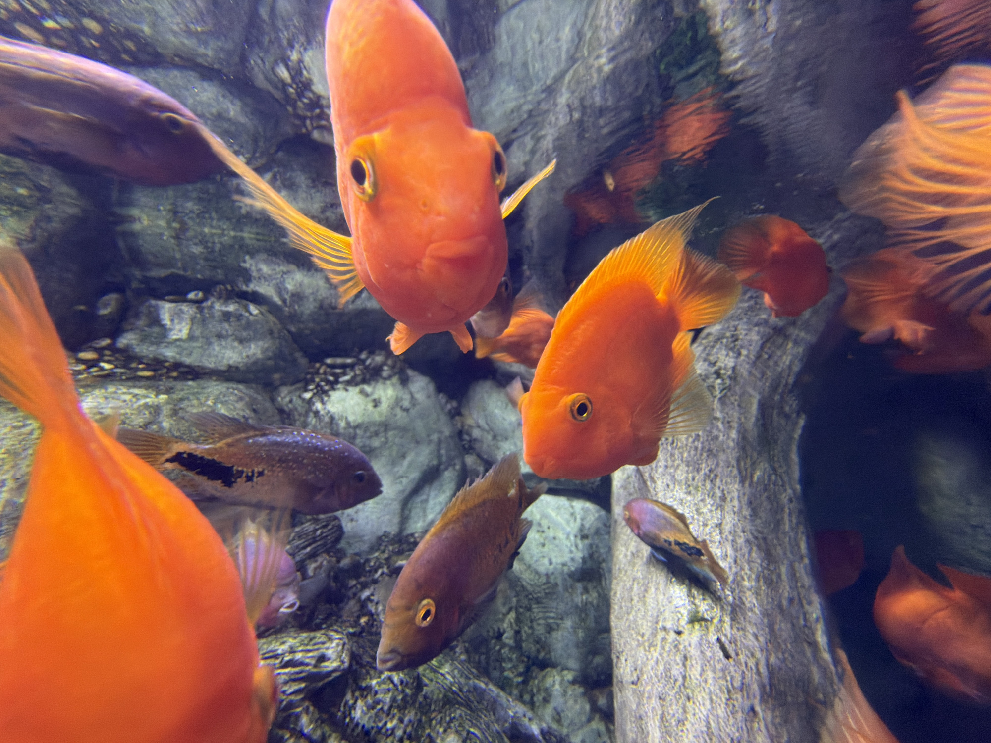 The image shows a freshwater aquarium populated with a variety of fish species, predominantly orange-colored parrot cichlids. Several of these fish are close to the camera, exhibiting their characteristic rounded bodies and bright coloration. Other fish, including smaller brown species with mottled markings, are visible in the background near a rocky artificial environment. The overall scene appears to be an exhibit in the Sochi Discovery World Aquarium, located in Sochi, Russia.