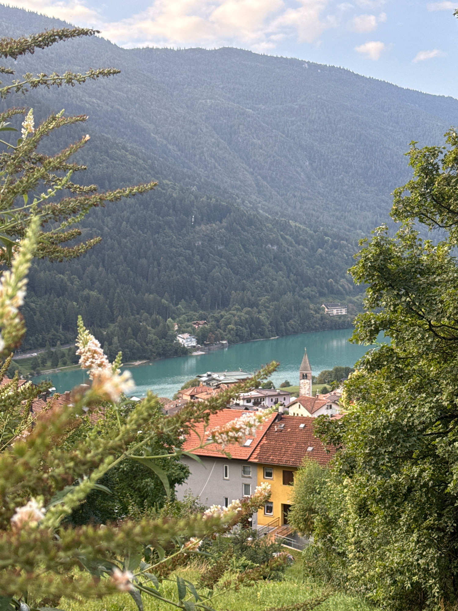 The image depicts a scenic view overlooking the town of Molveno, Italy, with Lake Molveno prominently featured. In the foreground, out-of-focus branches of blooming plants, possibly butterfly bush due to their elongated clusters of small flowers, frame the scene. These plants are green with white and pinkish-brown blossoms.
Beyond the foliage, the vibrant turquoise waters of Lake Molveno stretch across the midground. A settlement is visible along the lake's shore, characterized by buildings with terracotta roofs, including a prominent church tower with a clock face. Several houses, some appearing to be residential, are also present, with one notable building in a bright yellow color and another in gray.
The background is dominated by steep, forested mountains that rise behind the lake and town. The slopes are densely covered with evergreen trees, giving them a dark green hue. The sky above is partly cloudy, with patches of blue visible between the white clouds. The overall atmosphere suggests a tranquil, natural setting with a picturesque village nestled by a lake and mountains. No people or animals are clearly visible in the image.