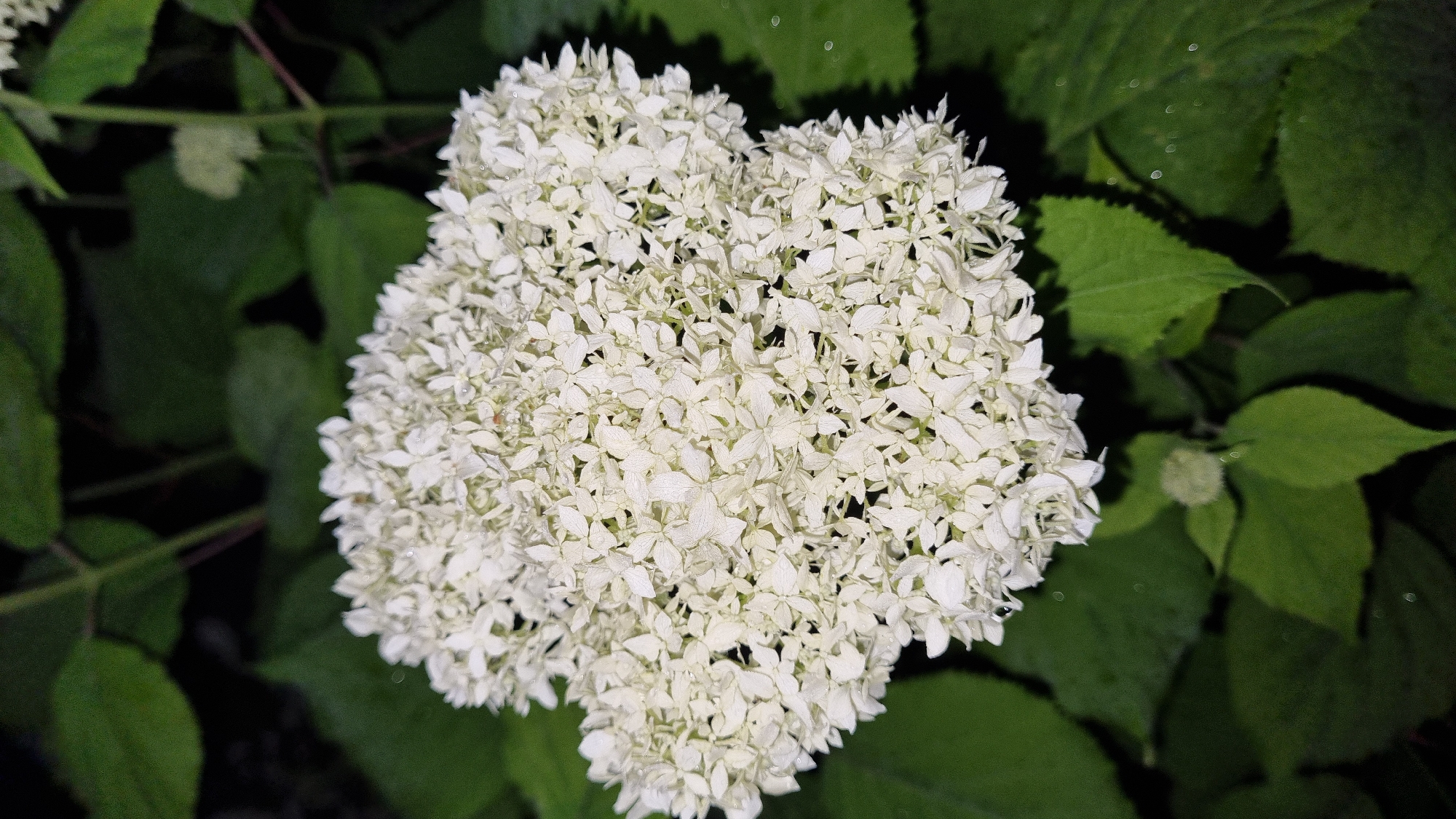 A close-up, eye-level shot captures a dense cluster of small white hydrangea flowers against a backdrop of dark green leaves. The flowers are tightly packed, creating a textured, rounded form. Small water droplets are visible on the petals and leaves, suggesting recent rain or dew. The lighting is dim, with a dark background that focuses attention on the bright white blooms. The setting appears to be an outdoor garden. There are no people or animals visible in the image.