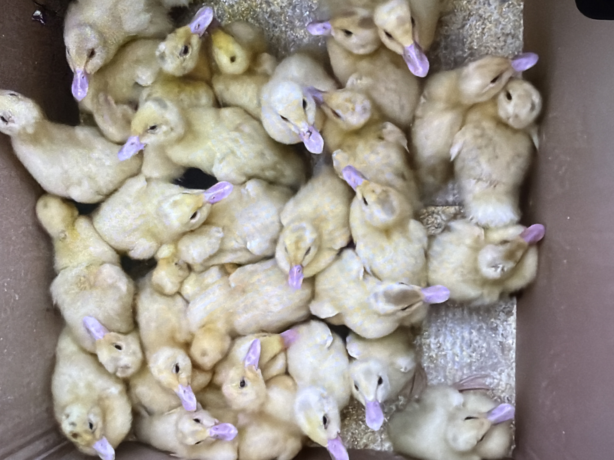 A vertical medium shot captures a close-up of a cluster of fluffy yellow ducklings packed together in a cardboard box, likely on a farm or in a rural setting, not in Bukuru, Nigeria. The ducklings, all appearing to be of a similar age and breed, are nestled closely, with some lying down and others perched on top of each other. Their downy feathers are a soft yellow, with some showing subtle brown markings. Their beaks are a distinctive bright purple. The environment is a simple cardboard box, with a light-colored, granular bedding material visible around the ducklings. The lighting is even, suggesting an overhead light source. The overall impression is one of a cozy, crowded group of young birds.