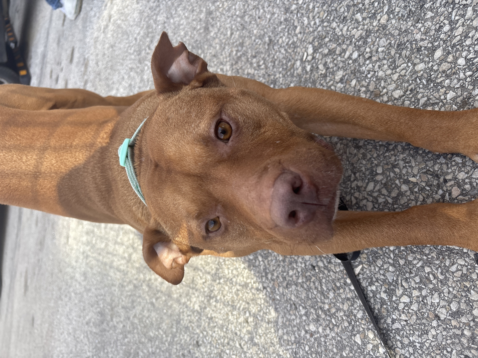 A medium-sized brown dog with a light blue collar is lying on a grey concrete surface. The dog is looking up at the camera with brown eyes and a pink nose. The dog appears to be on a leash. A person's shoes are visible in the upper left corner. The grey concrete surface is cracked and uneven, suggestive of a sidewalk or pavement. The location is not discernible as Sofia, Bulgaria based on the provided image.