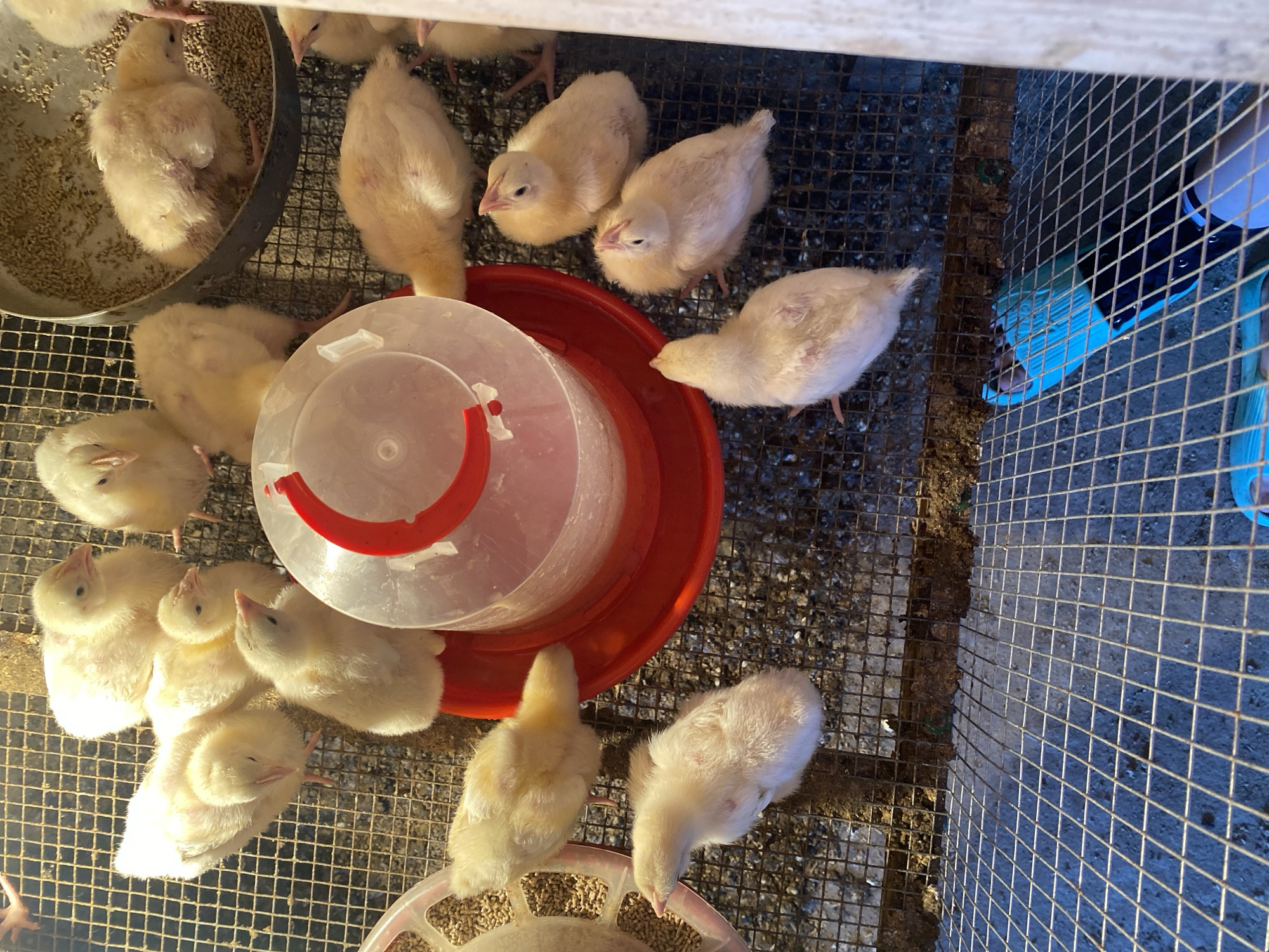 The image shows a group of young, pale yellow chicks in a cage. The cage has a wire mesh floor, and a red and white automatic feeder is visible in the center. Some chicks are gathered around the feeder, while others are scattered throughout the cage. One chick in the background is eating from a grey bowl filled with feed. The environment appears to be an indoor enclosure, likely a coop or a farm setting. The chicks are fluffy and appear to be healthy. There is no visible indication of the location being in the city of Kisliakovskaya, Russia.