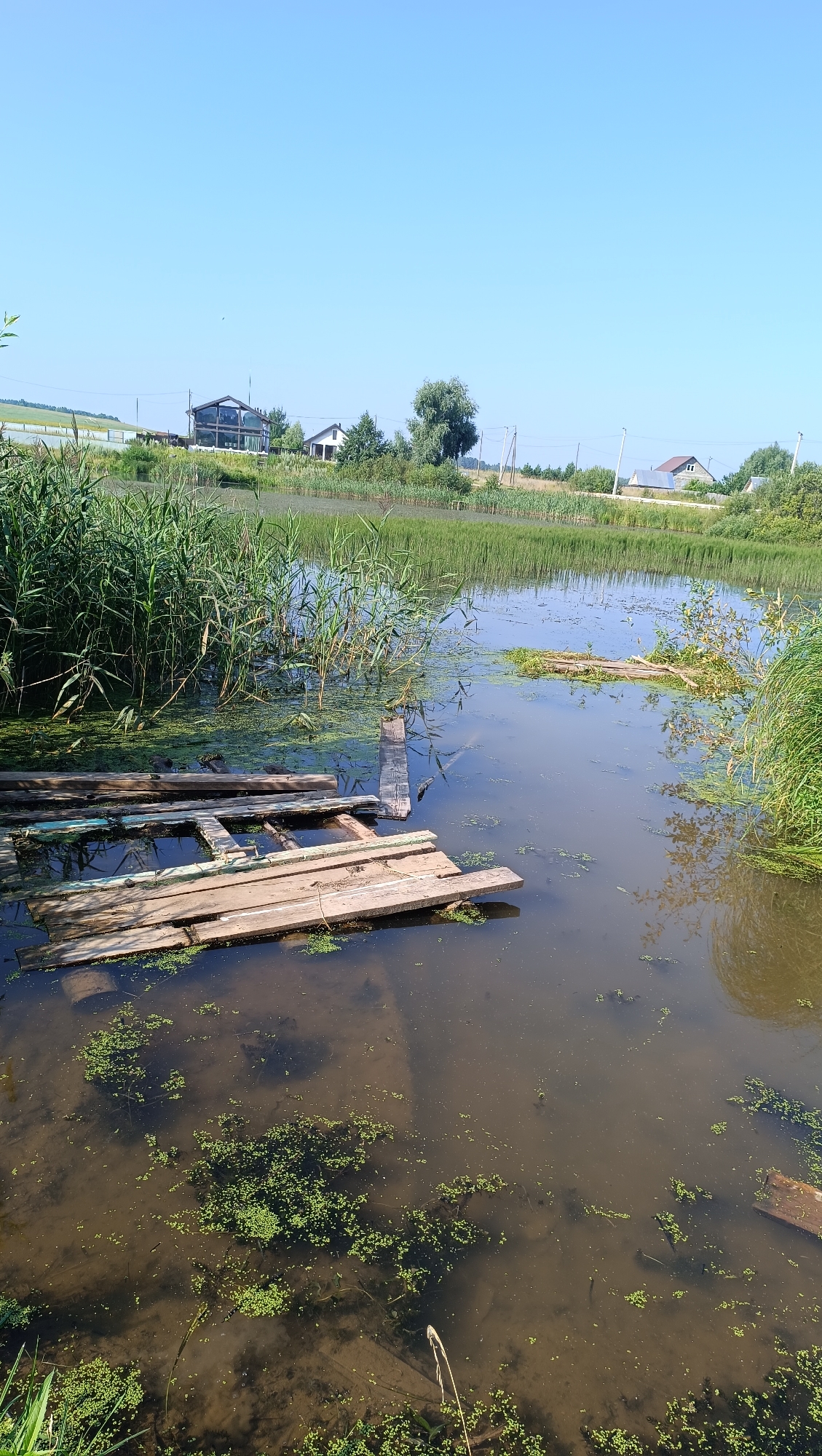 This image depicts a waterfront scene under a clear blue sky, suggesting a sunny day. In the foreground, a partially submerged wooden structure, possibly a dilapidated pier or raft, is visible. It is composed of several weathered wooden planks, some of which are splintered and discolored, resting on the murky water. Patches of green aquatic vegetation, resembling duckweed or algae, are scattered across the water's surface, particularly around the wooden structure and closer to the shore.
The midground is dominated by a body of water, likely a pond or a slow-moving river, lined with tall reeds and other marshy vegetation. The water appears dark and somewhat opaque, with reflections of the sky and surrounding greenery. Further into the water, another smaller wooden platform or debris can be seen floating.
In the background, a pastoral landscape unfolds. A row of houses with visible roofs and some trees are situated along a gentle slope. The houses vary in design, with at least two distinct structures visible. Power lines and utility poles traverse the landscape, indicating the presence of infrastructure. The overall impression is of a rural or semi-rural setting, possibly on the outskirts of a settlement.
The image does not contain any identifiable people, animals, or specific actions. The scene is static and focuses on the natural environment and the decaying man-made elements within it. The location in the city of Karsha, Russia, is not explicitly evident from visual cues within the image itself.