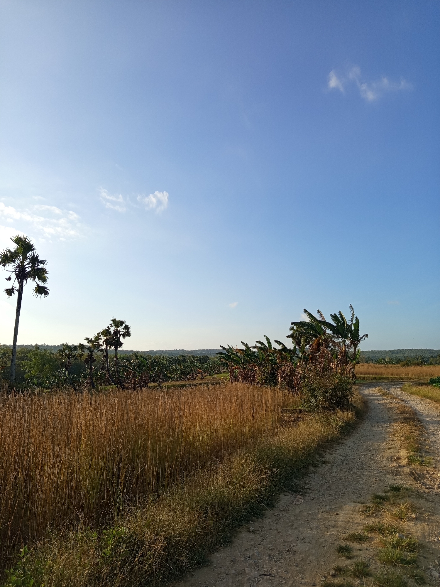 This image depicts a rural landscape under a clear blue sky with sparse white clouds. In the foreground, a dirt path curves to the right, bordered by tall, dry, golden grass on the left and patches of green grass on the right. In the mid-ground, a cluster of banana trees with large, drooping leaves dominates the scene, some appearing dry and brown. To the left of the banana trees, a solitary tall palm tree stands prominently, its fronds fanned out against the sky. Further in the background, a line of green trees and vegetation stretches across the horizon, suggesting a densely vegetated area or a forest. The overall impression is one of a warm, sunny day in a tropical or subtropical agricultural setting, likely Tumedung, Indonesia, given the characteristic flora. No people or animals are visible in the image.