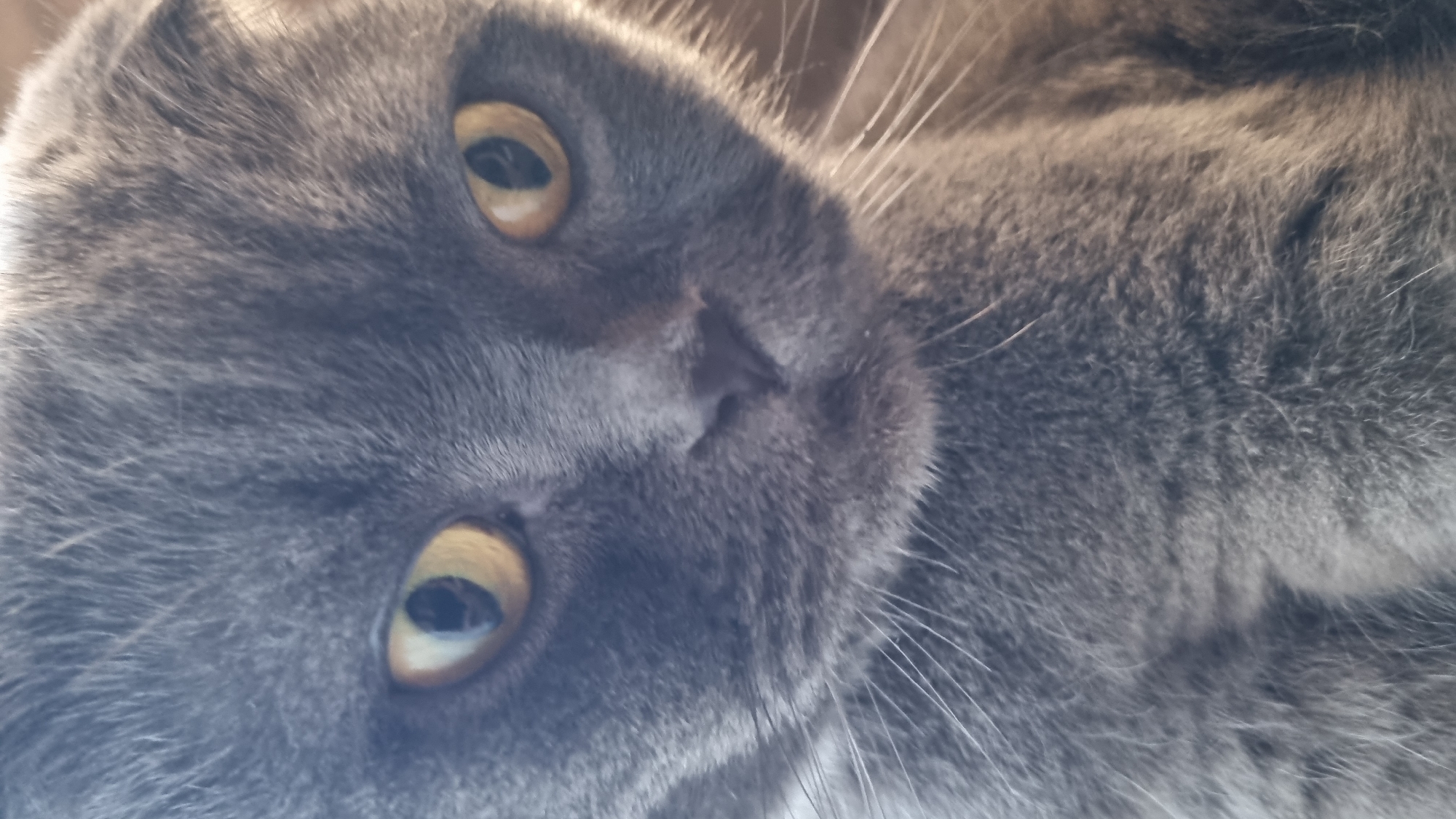 The image is a close-up, vertical shot of a gray Scottish Fold cat's face. The cat has large, round, yellow-orange eyes and prominent whiskers. The fur is short and dense. The lighting appears to be natural, possibly from a window, with one side of the face slightly more illuminated than the other, creating soft shadows. The background is out of focus and appears to be a warm, muted color, likely an indoor environment. There is no indication of the cat's location in Vysokoe, Russia, or any other specific location.