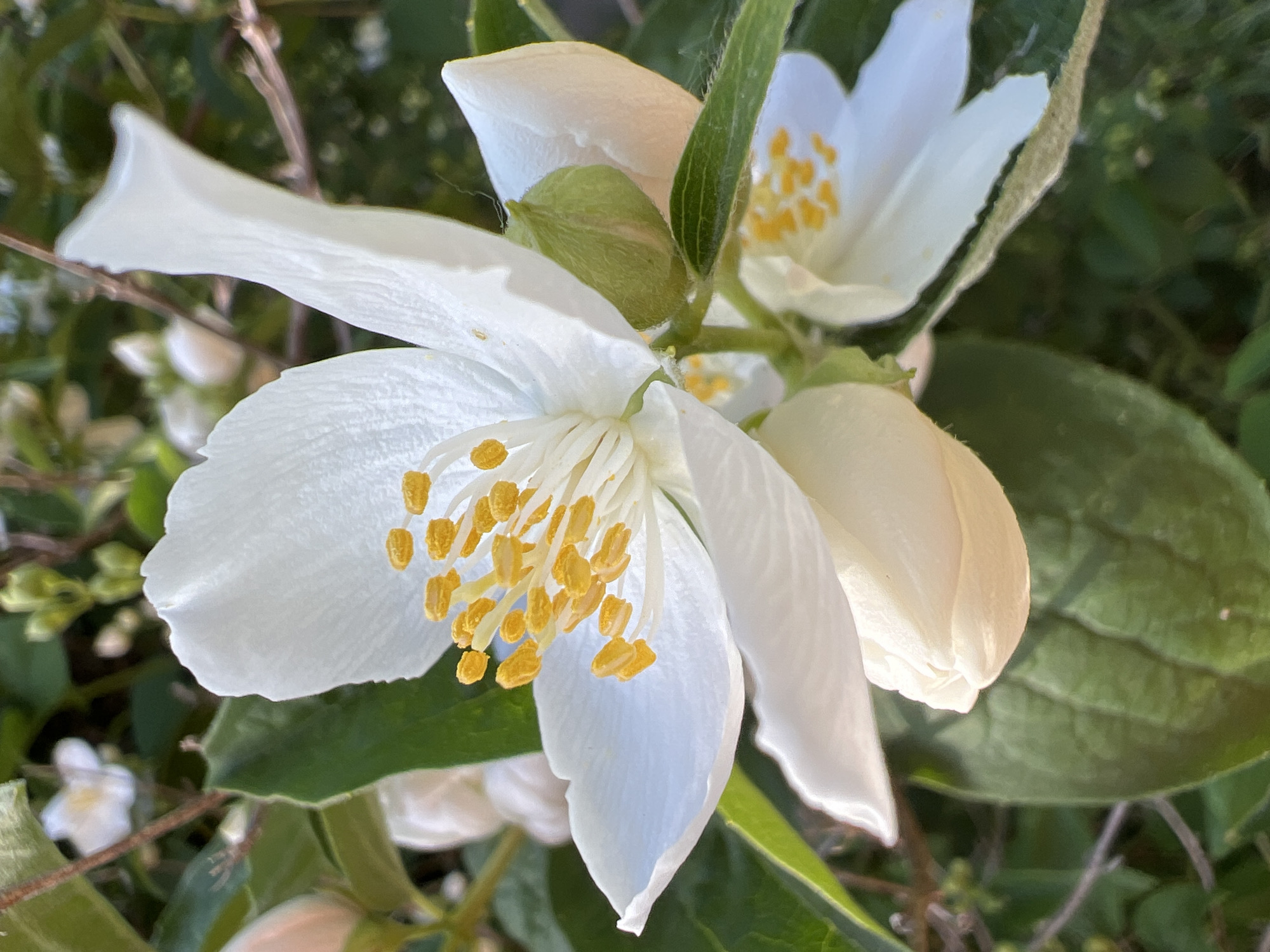 The image shows a close-up view of two white flowers with yellow stamens, likely growing in a garden or park. The flowers are surrounded by green leaves and some stems. One flower is fully open, while the other is partially visible behind it. The overall scene appears to be well-lit with natural sunlight. There is no evidence of Sofia, Bulgaria.