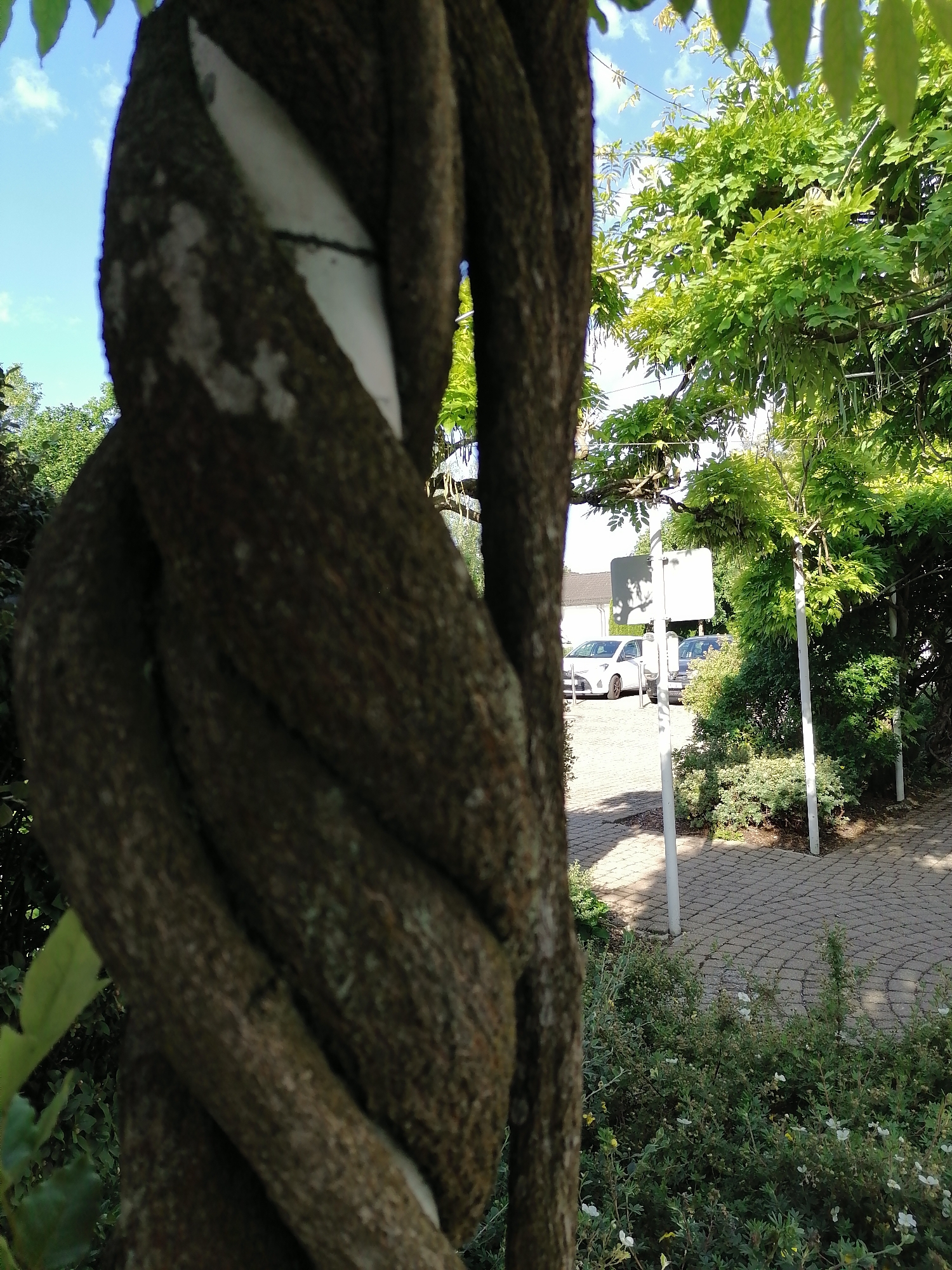 This is a close-up, eye-level, outdoor, daylight, medium shot of a thick, twisted vine wrapped around a white pole. The vine is in focus in the foreground and is dark brown and textured with lichen. In the background, out of focus, is a paved area with a brick pattern, several parked cars including a white hatchback and a dark sedan, and lush green foliage from trees and bushes. There are also two white poles visible in the background supporting some kind of structure, possibly for climbing plants. The sky above is blue with some white clouds. The scene appears to be in a garden or park area. It is difficult to determine the exact location within Grünwald, Germany from the image alone.