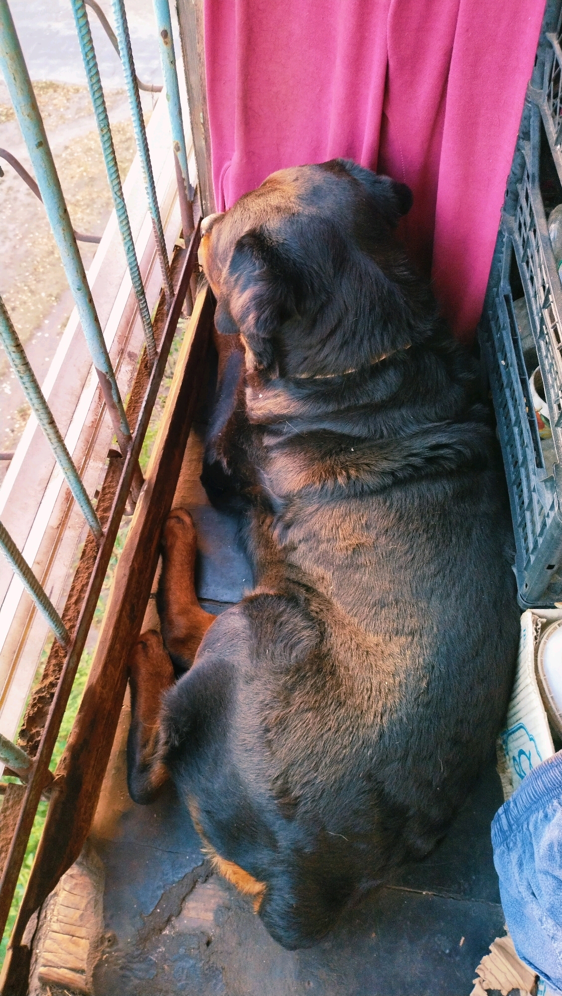 An overhead view captures a large, black and tan dog resting on a balcony in Horishni Plavni, Ukraine. The dog is positioned facing left, its head down and towards a metal railing that overlooks a sparsely populated outdoor area. A vibrant pink fabric hangs behind the dog, contrasting with its dark fur. To the right of the dog, a black plastic crate and a blue garment are partially visible. The balcony floor appears to be made of wood and concrete, with some debris present. The lighting suggests it is daytime, possibly late afternoon, with sunlight highlighting parts of the dog's fur.