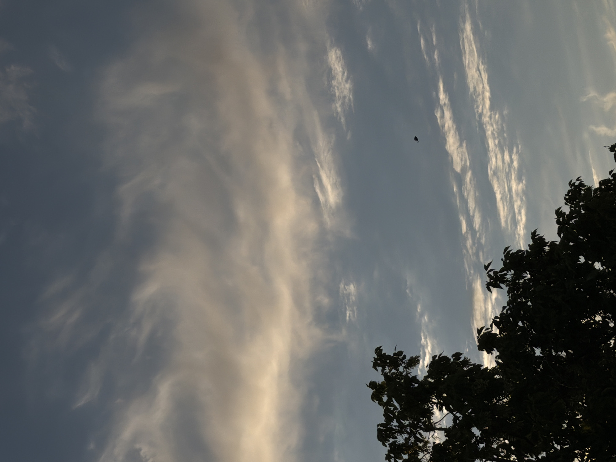 The image depicts a dusky sky with wispy clouds, suggesting either sunrise or sunset. In the lower left quadrant, the dark silhouette of a tree with dense foliage occupies a significant portion of the frame. Higher in the sky, a small, dark silhouette of a bird is captured in flight. The background consists of layered clouds, with some illuminated by a warm, golden light, likely from the sun. The overall atmosphere is serene and natural. The location is specified as Chirchik, Uzbekistan.