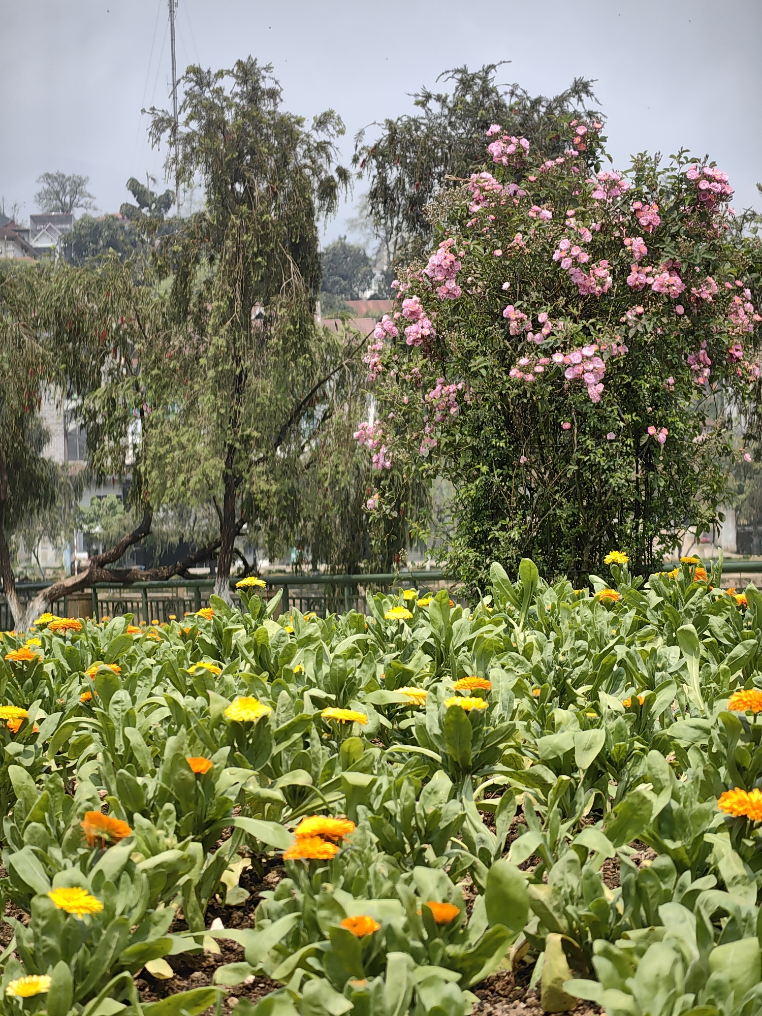The image displays a structured garden scene in Sa Pa, Vietnam, under a light gray, overcast sky. The foreground is dominated by a dense bed of flowering plants, primarily featuring bright yellow and orange calendula-type blossoms amidst abundant green foliage, planted in dark soil. Behind this flowerbed, a dark green metal railing runs horizontally across the frame.
Beyond the railing, a midground area contains multiple trees. A large tree with weeping branches and reddish elements on its foliage is visible to the left, while a prominent, dense bush heavily laden with numerous clusters of light pink roses in full bloom occupies the central-right. Directly behind these trees, a body of water is faintly discernible, reflecting light.
The background reveals a hillside with scattered white or light-colored buildings featuring red roofs, consistent with residential or commercial structures in a mountainous town. These buildings are partially obscured by intervening trees and atmospheric haze. A tall, slender metal communication tower rises above the distant tree line on the far left. No individuals or specific actions are observed.