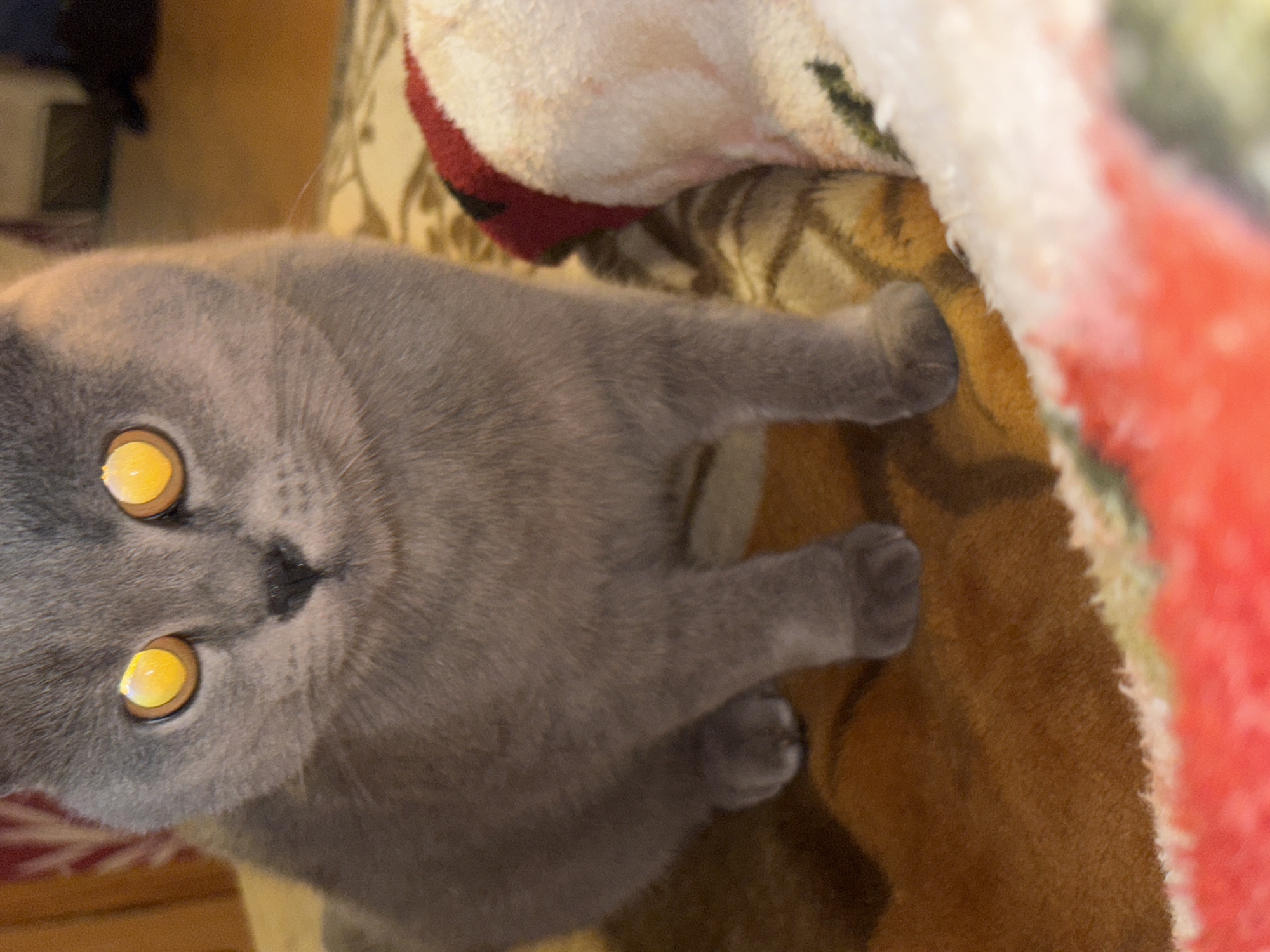 A gray cat with yellow eyes is lying on a patterned blanket. The blanket has various colors and textures. The background is out of focus, but it appears to be an indoor setting. The image is taken from above, showing the cat's face and front legs. There is no information to determine the location is in Фоки, Russia.