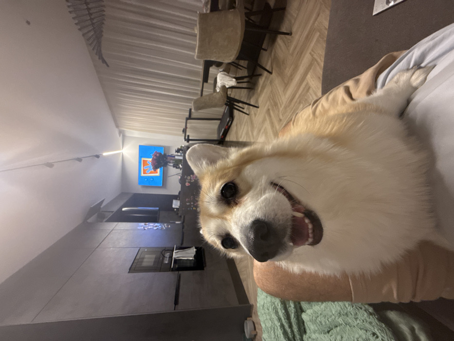 A close-up, tilted shot features a smiling corgi held in someone's lap. The dog has white and tan fur and its mouth is open, showing its teeth. The background showcases a modern kitchen with dark cabinets, a built-in oven, and a dining area with chairs. A blue framed art piece hangs on the wall. The person's green blanket is visible at the bottom of the frame.