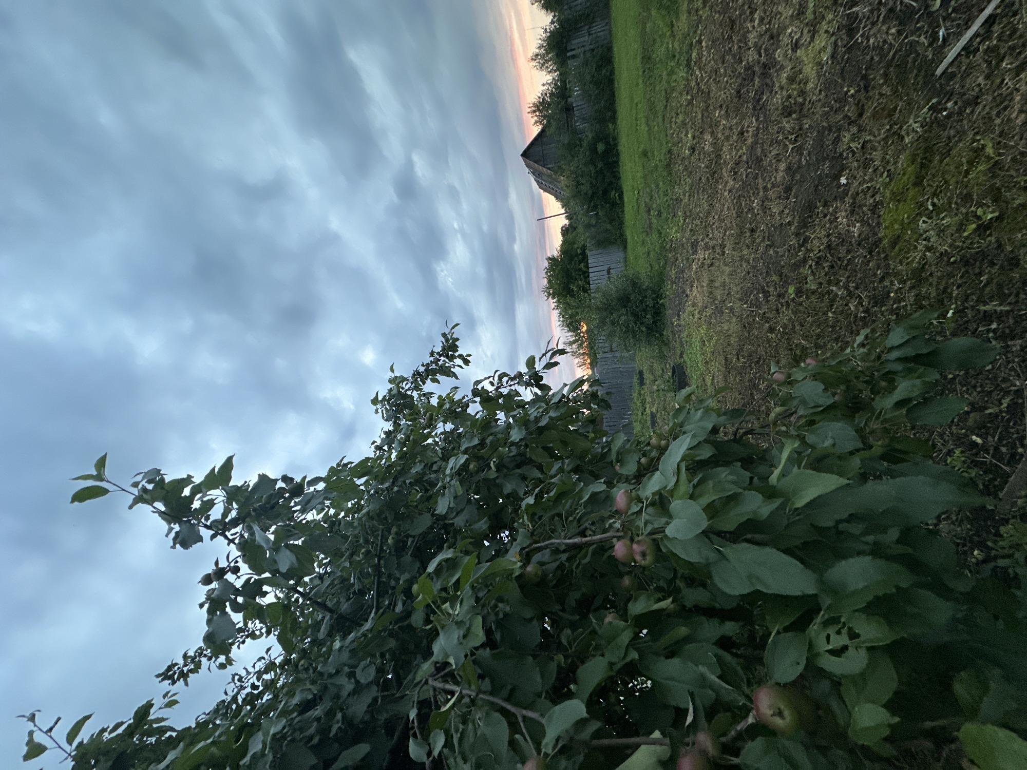 This media file depicts an outdoor scene in Сосново, Russia. The primary subjects are the natural elements of a tree laden with small apples, a grassy yard, and a cloudy sky. In the background, a weathered wooden building, possibly a shed or barn, is visible with a dilapidated fence. The image appears to be taken during dusk or dawn, suggested by the soft, diffused light and the pastel colors in the sky, indicating either early morning or late evening. The weather seems to be overcast, with a heavy layer of clouds obscuring the sun. The overall mood is serene and rustic, evoking a sense of quiet rural life. No people or text are visible in the image.