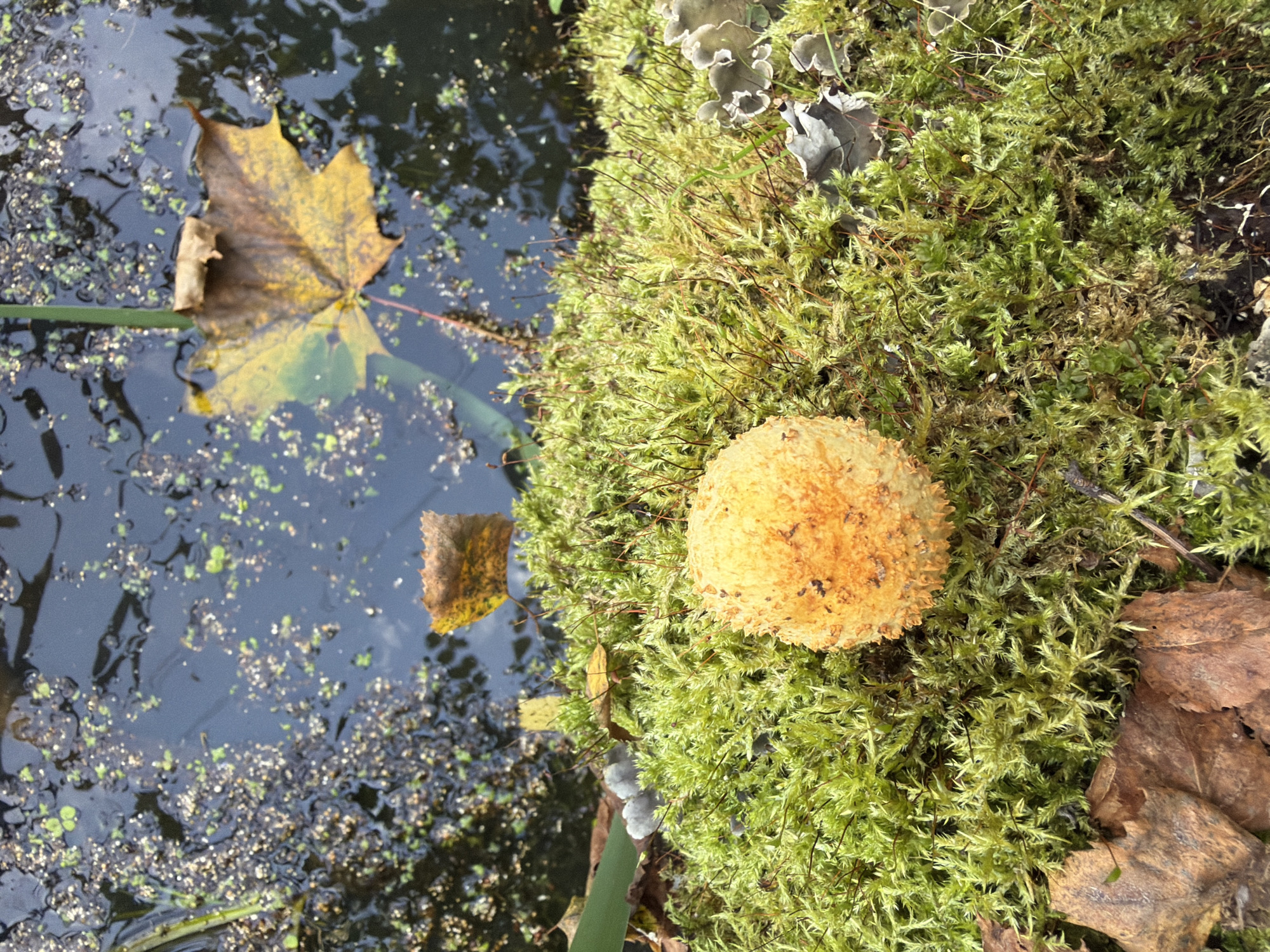 A high-angle medium shot shows a close-up of moss-covered ground next to a body of dark water. A single, bright orange, spherical mushroom with a spiky texture sits prominently in the lower center of the frame. The moss is lush and green, interspersed with some dried brown leaves and bits of twig. In the dark water, a yellow maple leaf floats, along with smaller green plant debris. The background shows the textured surface of the water with reflections.