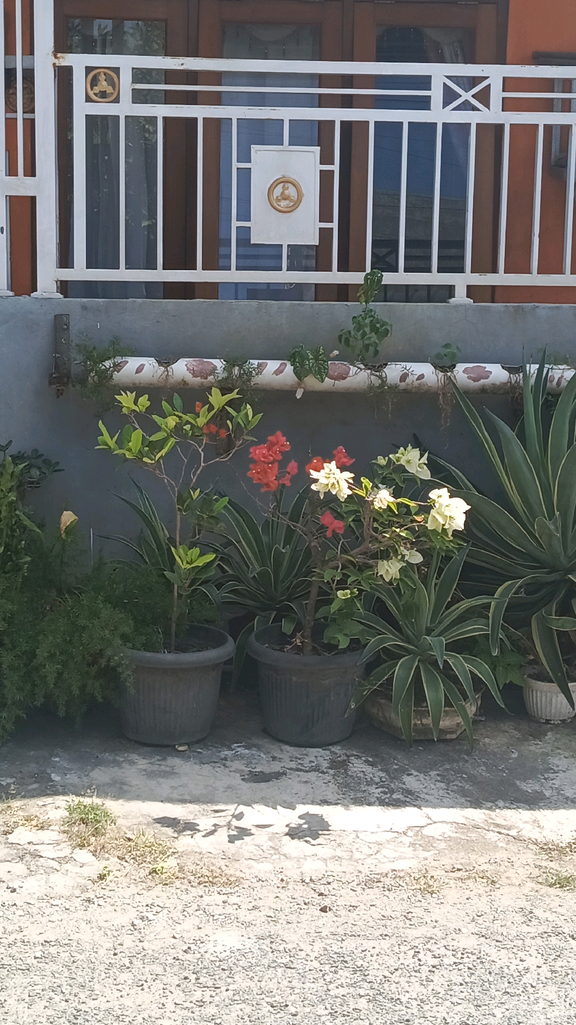 The image depicts an outdoor scene in Ronowijayan, Indonesia, featuring a collection of potted plants situated in front of a building with a white decorative railing. The railing, made of metal, has vertical bars and horizontal accents, with circular decorative elements. Behind the railing are windows with brown frames and translucent curtains. Below the railing, a grey wall forms the base of the building.
A horizontal trough, decorated with a floral pattern, is mounted on the grey wall, containing several small plants. In front of this trough and wall, a variety of potted plants are arranged. These include a tree-like plant with green leaves and small red flowers, a bougainvillea with red and white bracts, and several plants with spiky, variegated green leaves that resemble agaves. To the left, a dense, dark green shrub-like plant is visible. The pots are predominantly dark grey and ribbed in texture.
The ground in front of the plants is a paved surface, appearing to be a mixture of concrete and gravel, with some cracks and discolored patches. Sunlight casts shadows on the ground, indicating an outdoor setting during the day. No people or animals are present in the image. The overall impression is that of a well-maintained outdoor space with decorative plants.