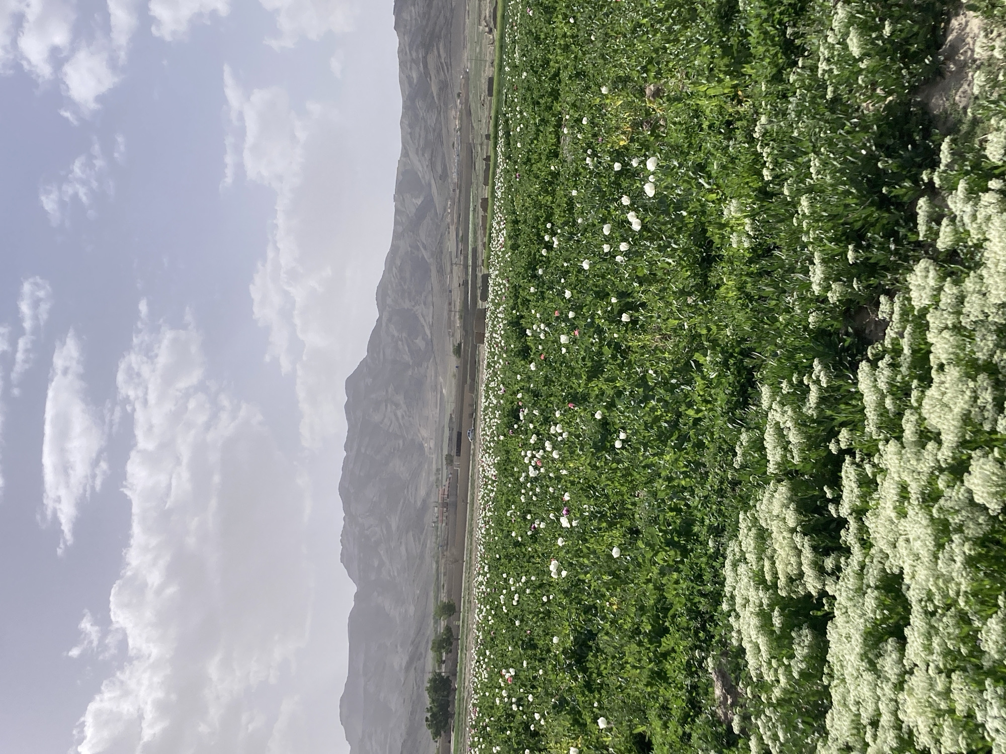 The image shows a landscape in Lajwari Kili, Pakistan. A large field of green vegetation, interspersed with white and some red flowers, occupies the right side of the frame. In the distance to the left, are arid mountains under a hazy sky with scattered clouds. A settlement of houses and structures is visible near the base of the mountains. The sky is pale blue with white clouds.