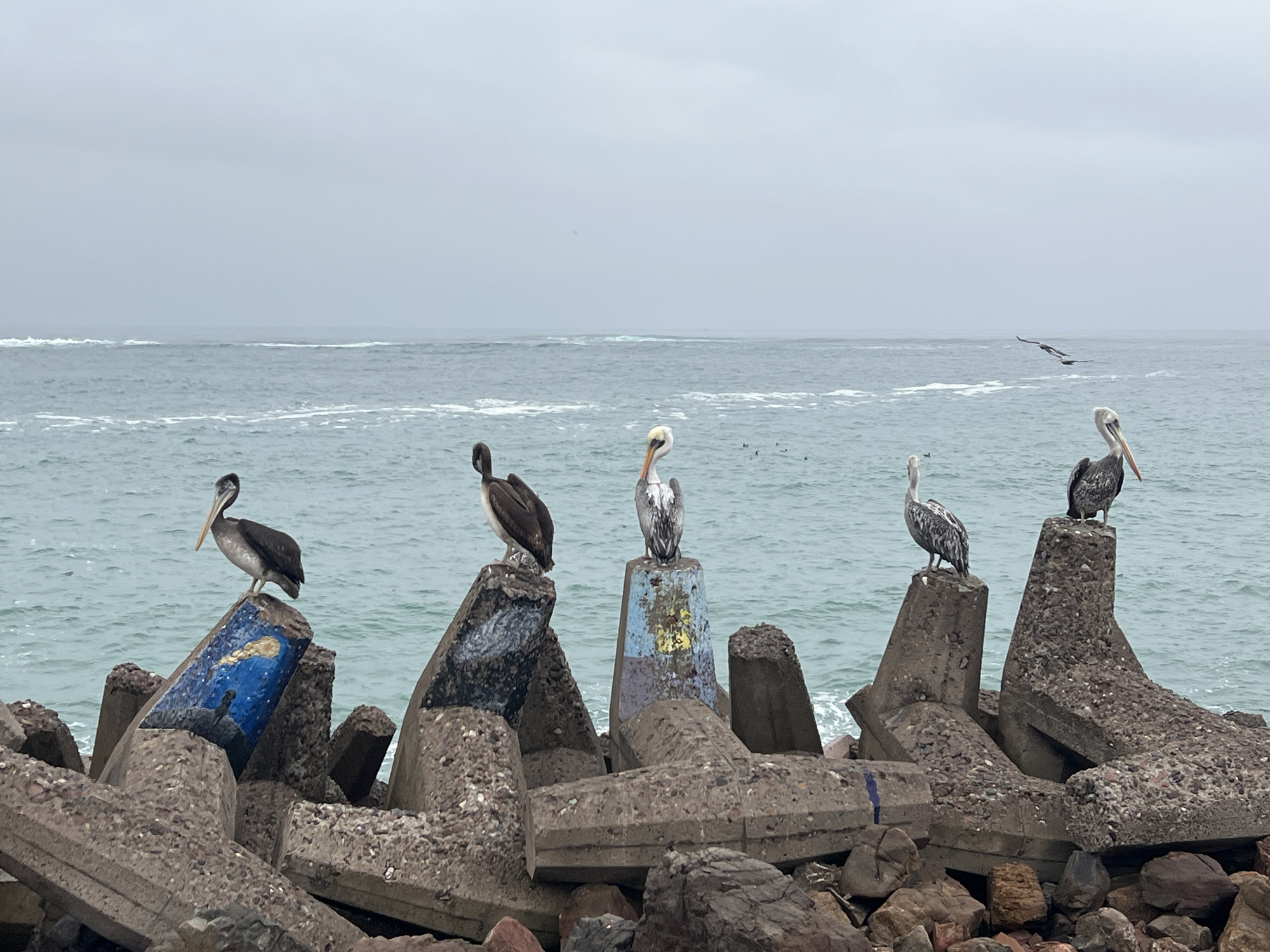 A flock of pelicans is perched on concrete breakwaters facing the ocean on a cloudy day. The breakwaters are made of large, irregularly shaped concrete blocks, some of which are painted with murals. The pelicans, varying in plumage from dark brown to mottled gray and white, stand regally on the tops of these structures, their long beaks visible. In the background, the ocean stretches out under a hazy sky, with gentle waves lapping at the shore. A few birds are seen flying in the distance. The location is identified as the breakwaters near the city of Arica, Chile.