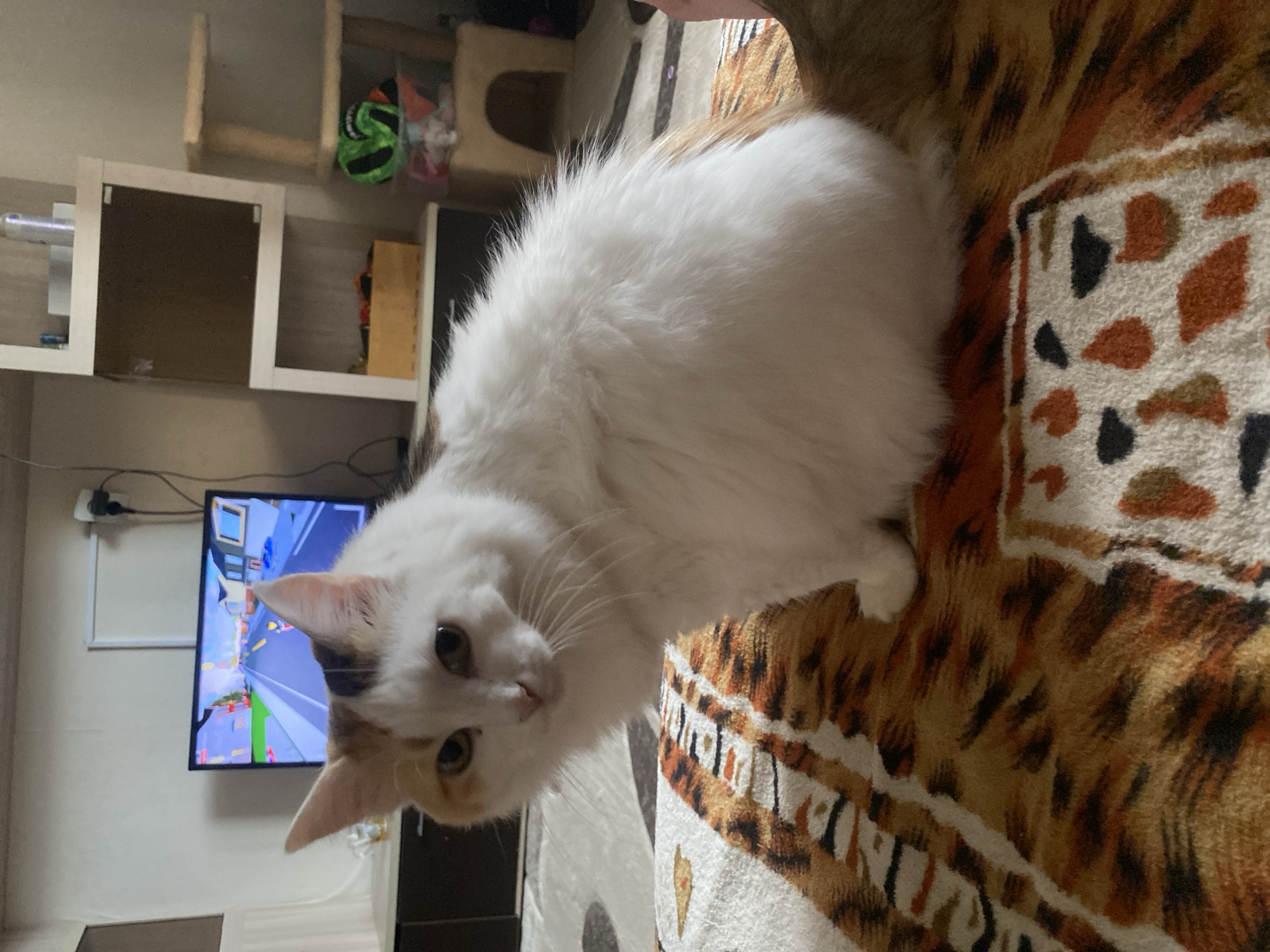 A white cat with orange and black patches sits on a rug with a tiger-stripe pattern. In the background, a television displays a video game, and a shelving unit with various items is visible. The scene appears to be an indoor setting, likely a living room, in an apartment or house. The image does not provide specific information to determine its location in Chaikovsky, Russia.