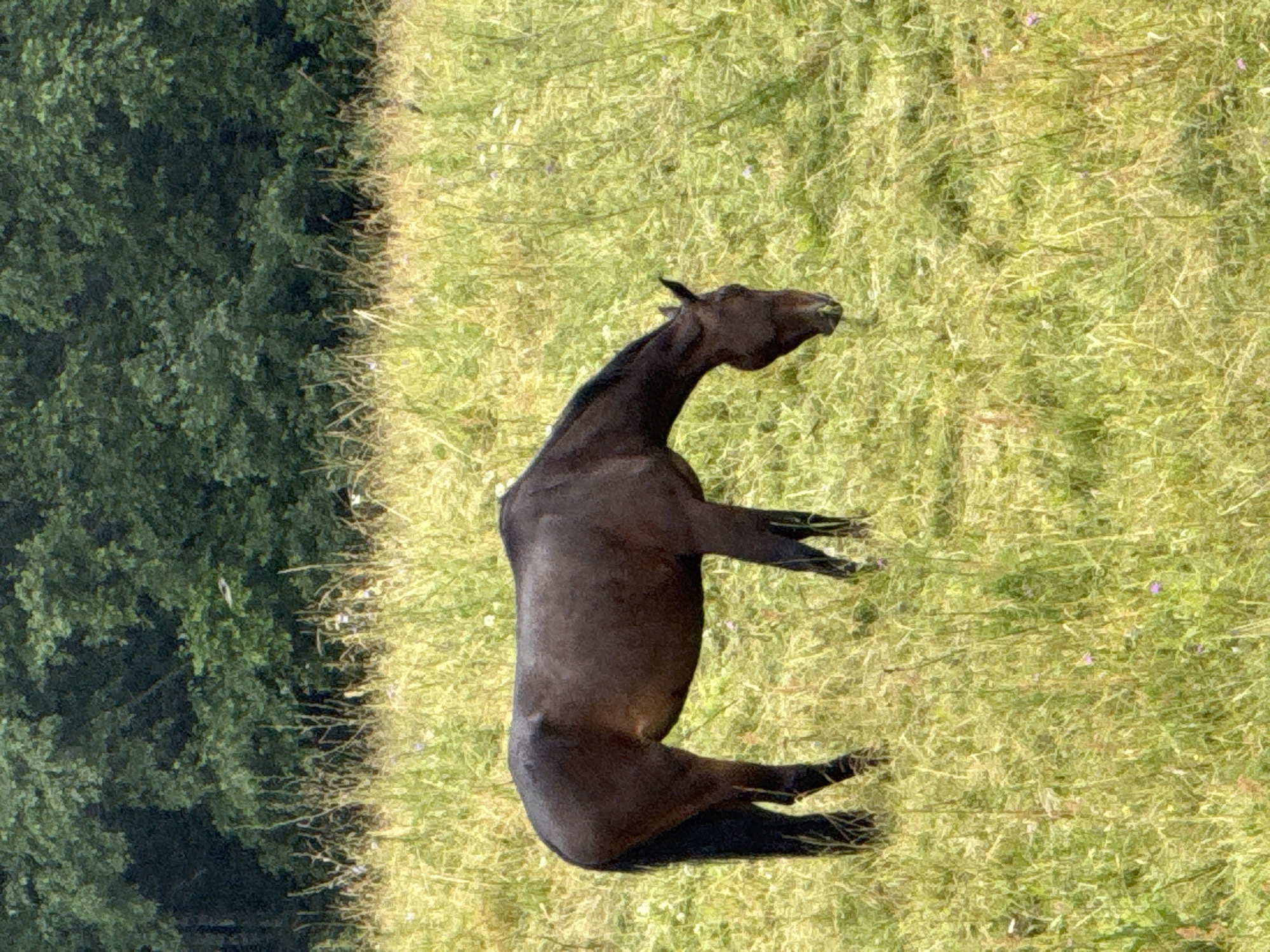 A dark brown horse is grazing in a sunlit field of tall green grass and wildflowers. The horse is facing to the right and its head is lowered towards the ground. In the background, a dense, dark green forest forms a horizontal line across the upper portion of the image. The sky is not visible. The scene is a natural outdoor environment, likely a rural area, and the horse is the sole subject. There is no indication of the specific location within Galinė, Lithuania.