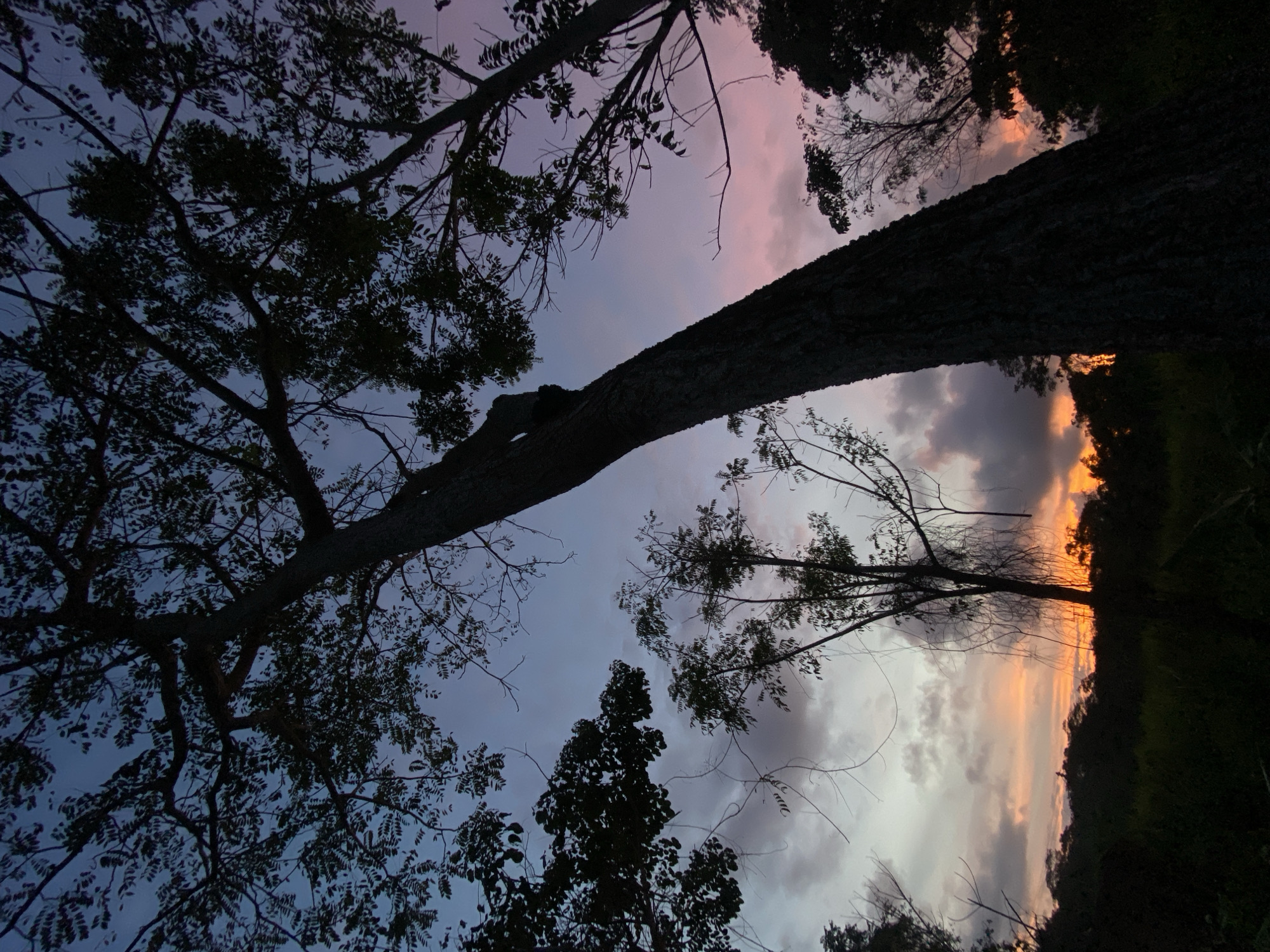 The image captures a low-angle view of trees against a twilight sky in what could be Los Velásquez, Venezuela. The trunk of a large tree is prominently positioned, dividing the scene diagonally. The sky is a blend of colors from blue to pink, indicating either dawn or dusk. Silhouetted against the sky are the branches and leaves of multiple trees, some of which are bare. The horizon line is obscured by foliage and low-lying clouds.