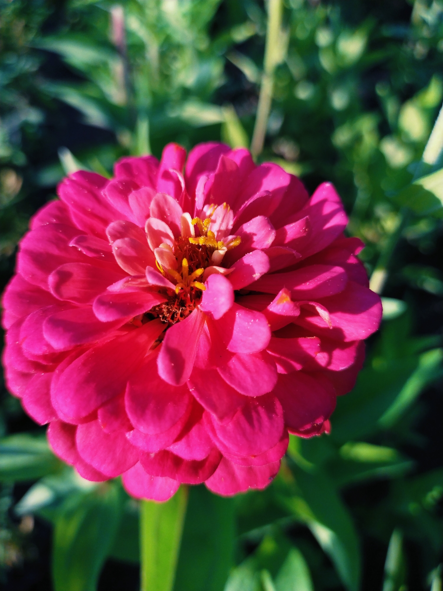 A close-up, slightly angled shot showcases a vibrant, fuchsia-colored zinnia flower in full bloom. The petals are layered and rounded, with a fuzzy texture, and some appear to have dew drops on them. The center of the flower displays yellow stamens and brown pistils. The background is a blur of green foliage, suggesting an outdoor setting, possibly a garden or park. The lighting indicates it is daytime, with sunlight highlighting the flower. The image was taken in Horishni Plavni, Ukraine.