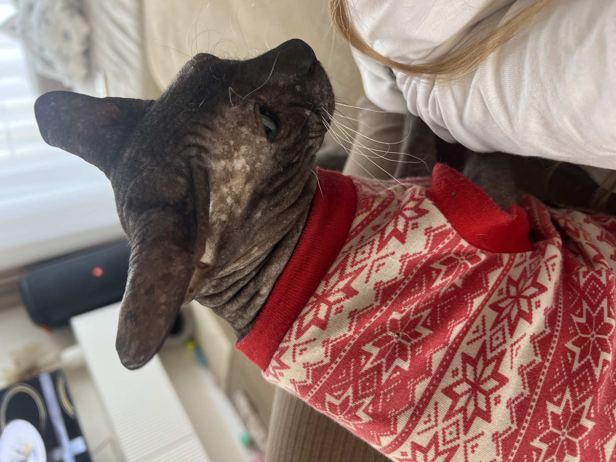 A close-up shot depicts a Sphynx cat wearing a red and white patterned sweater. The cat is positioned near a person, whose hair and clothing are partially visible. The setting is an indoor environment, with a table and other objects slightly visible in the background. There is no indication of the image being taken in Votkinsk, Russia.