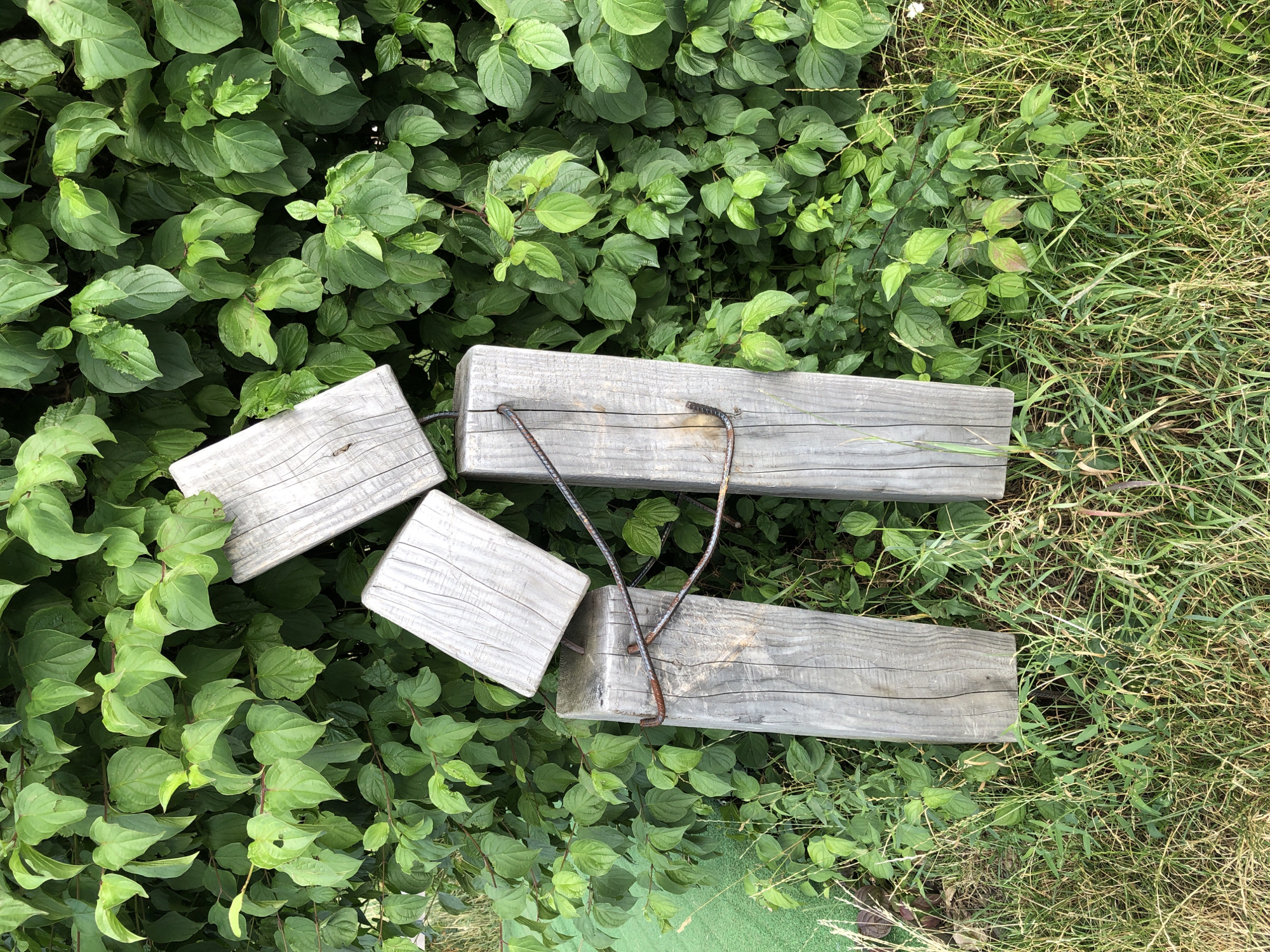 The image is a top-down view of four weathered wooden planks resting amidst lush green foliage and dry grass. Two of the planks are positioned horizontally and parallel to each other, with two rusty metal rods connecting them. The other two planks are placed diagonally and at an angle to the first pair, one overlapping slightly with the upper horizontal plank. The wooden planks appear rough and aged, with visible grain and some signs of wear.
The setting is outdoors, with a contrast between the dense, vibrant green leaves and the lighter, drier grass. The foliage suggests a natural or garden environment. The lighting is consistent with daylight, though the time of day and specific weather conditions are not definitively ascertainable. No people are visible in the image, and no text is present. The overall impression is one of a rustic outdoor setting, possibly a garden or park area in Kolomyia, Ukraine. The arrangement of the planks might suggest a makeshift border, seating, or an element of a garden design.