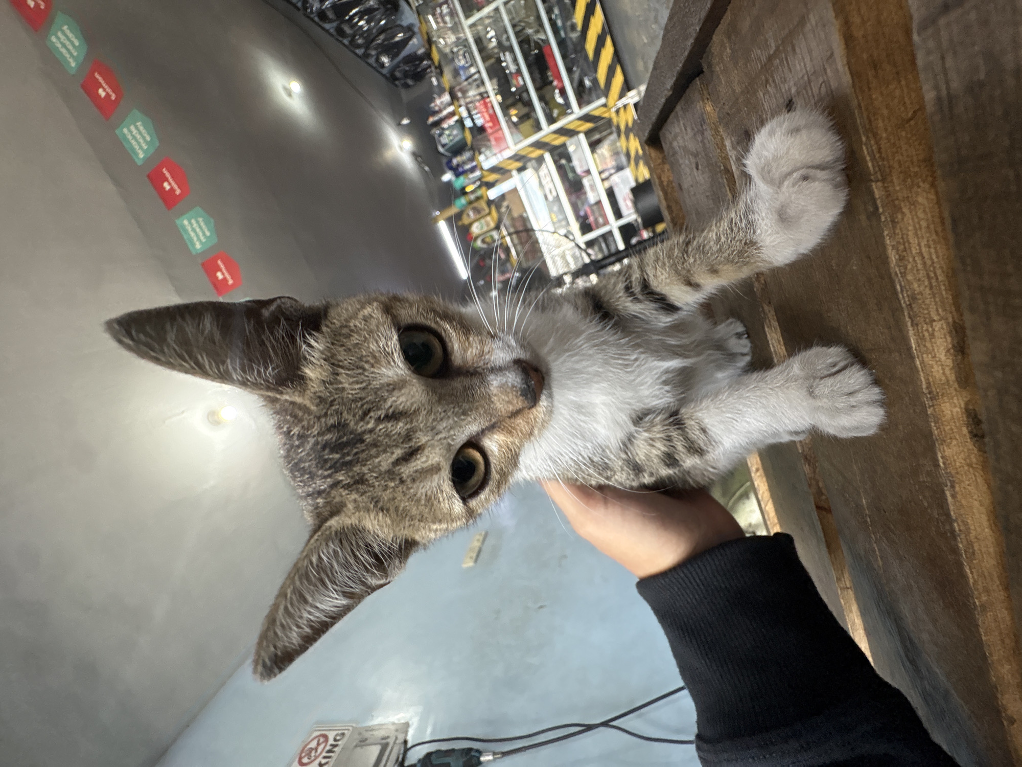 A young tabby cat is being held by a person's hand, with the cat's front paws resting on a wooden surface. The cat is looking directly at the camera with large, expressive eyes. In the background, shelves filled with various items, possibly auto parts, are visible. The environment appears to be an indoor space with a light blue wall and a grey ceiling. Decorative banners with red and green flags are hanging on the wall, some displaying text in a foreign language. A "No Smoking" sign is also visible on the wall. The scene is likely a shop or a workshop in Davao City, Philippines, given the context.