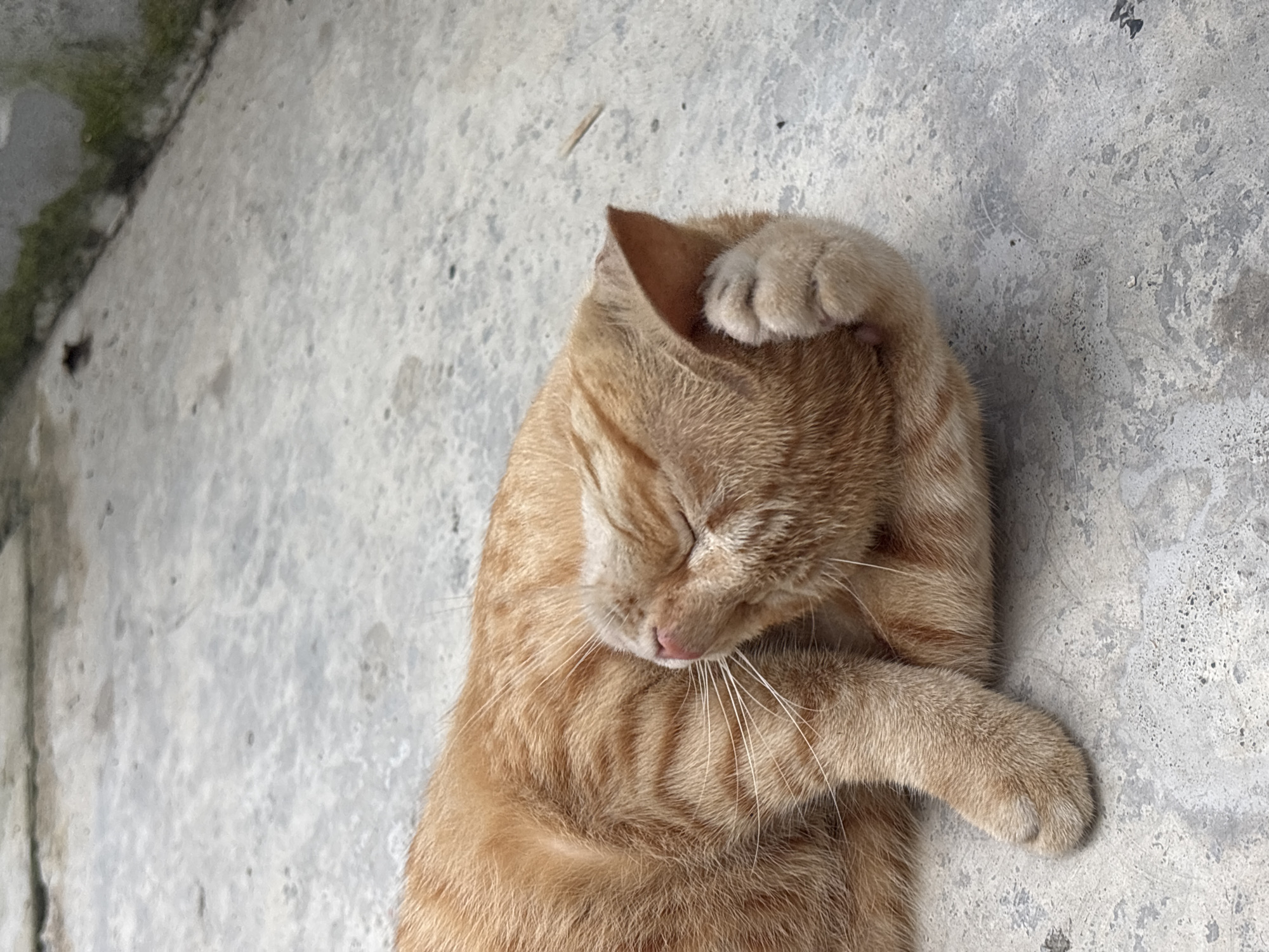 An orange tabby cat lies curled on a grey concrete surface. Its eyes are closed, and it appears to be asleep. One paw is draped over its head. The location is Choeng Thale, Thailand.