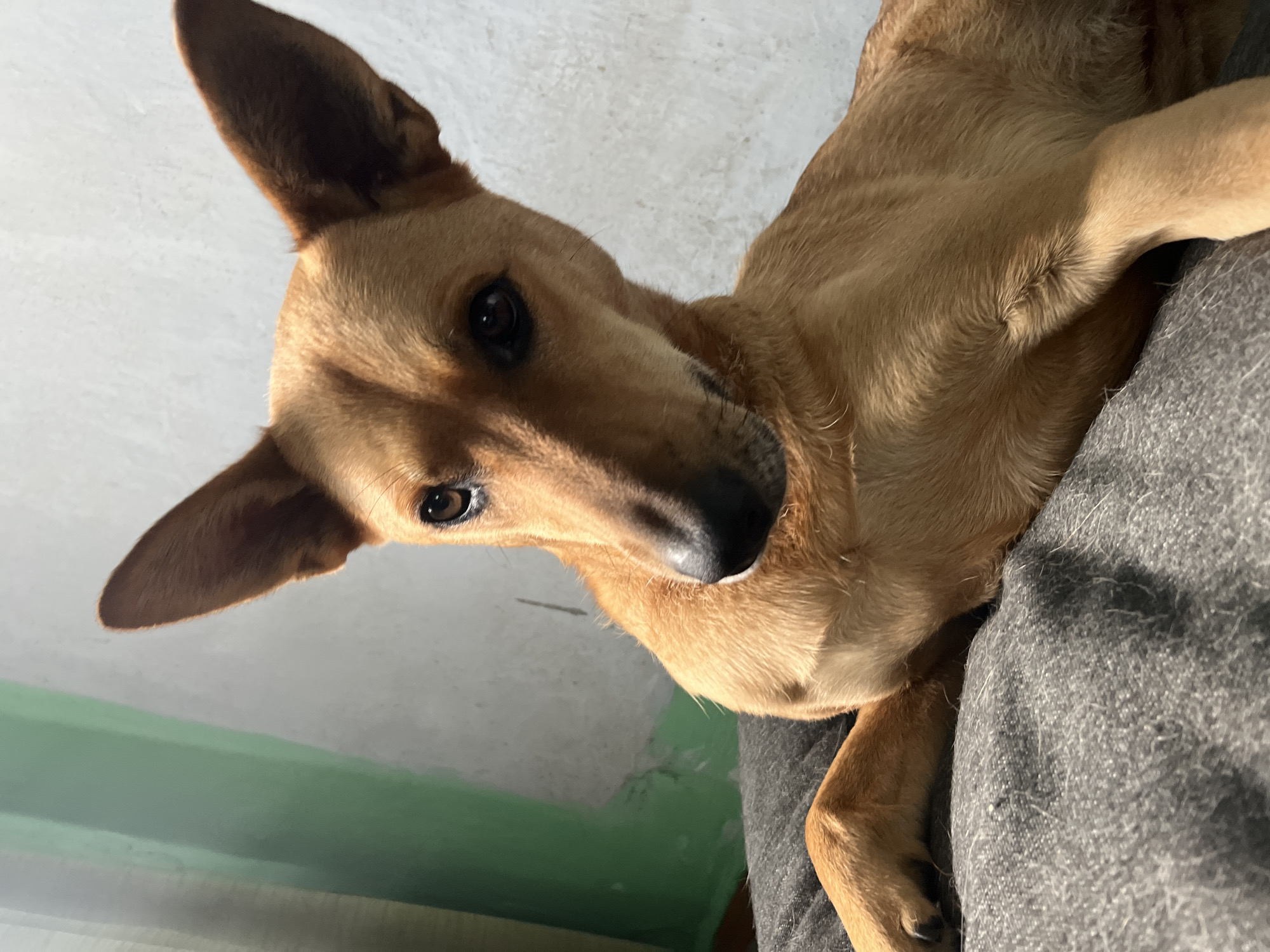 A medium shot captures a tan dog with large, erect ears lounging on a gray textured surface. The dog's head is tilted slightly to its left, with its gaze directed towards the viewer. The background is indistinct, featuring a blurry green surface on the left and a textured, light-colored wall on the right, with a subtle shadow cast on the wall. The image appears to be taken indoors. The location in Nizhny Tagil, Russia is not discernible from the visual information provided.