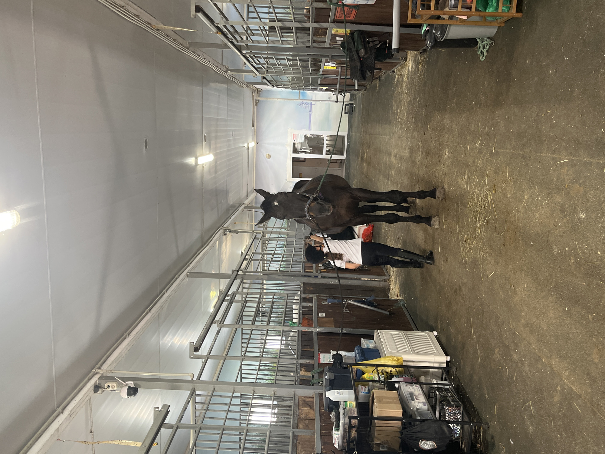 The image depicts an indoor horse stable, likely located in or near Kurtsevo (Kovriginskii S/S), Russia. The stable is a long, covered walkway with horse stalls on either side. The floor is a dirt or concrete surface, with scattered hay. Overhead, fluorescent lighting illuminates the space. On the left side of the walkway, there are shelves filled with various items, including bottles and boxes. On the right side, more stalls are visible, some with horses inside.
In the center of the image, a dark-colored horse stands facing the viewer, wearing a halter and bridle. A young person, dressed in riding attire including a helmet, white shirt, dark pants, and black boots, stands beside the horse, facing away from the camera and appearing to be grooming or attending to the horse. Another person's legs and boots are visible further down the walkway on the right, also in riding attire.
Several security cameras are mounted on the ceiling and walls, suggesting a focus on surveillance within the stable. The overall environment appears functional and utilitarian, typical of an equestrian facility. The background shows the interior of the stable structure, with the metal bars of the stalls and the ceiling. A large mural or painted scene depicting a winter landscape is visible on the far wall.
