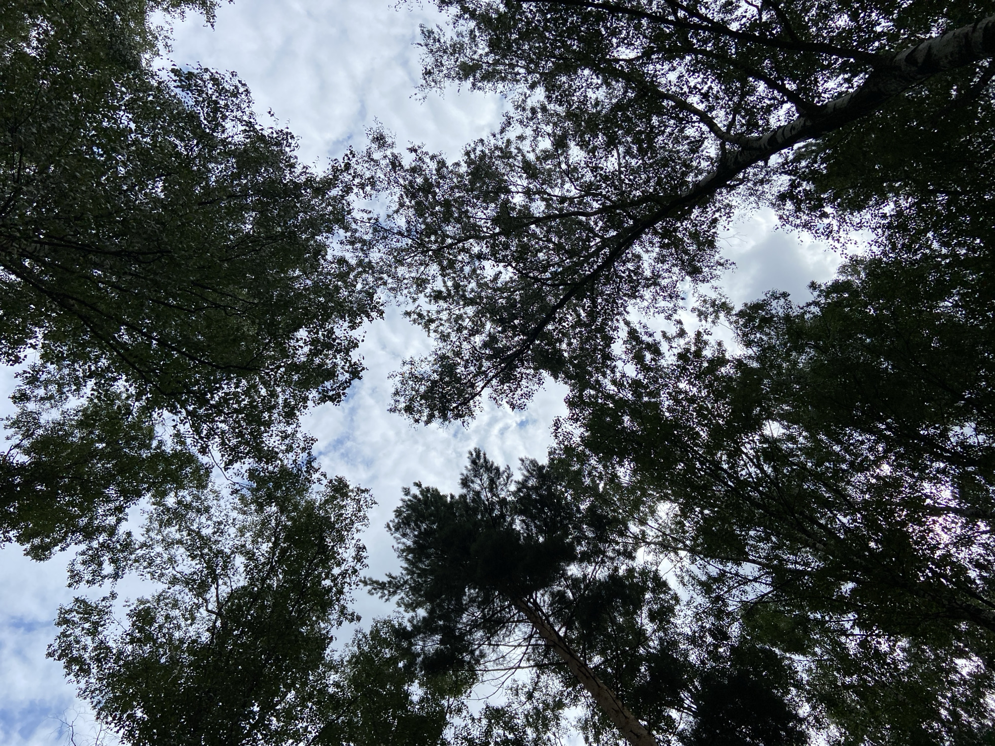 The image is a low-angle shot looking up through the canopy of trees towards a cloudy sky. The trees are a mix of deciduous and coniferous varieties, with dense green foliage in the foreground and midground, obscuring much of the sky. The sky is a mottled grey and white, with some patches of blue visible. The lighting suggests it is daytime, possibly overcast. There are no people or animals visible in the image. The scene appears to be a forest or wooded area. The location is identified as Зимородок Днп, Russia.
